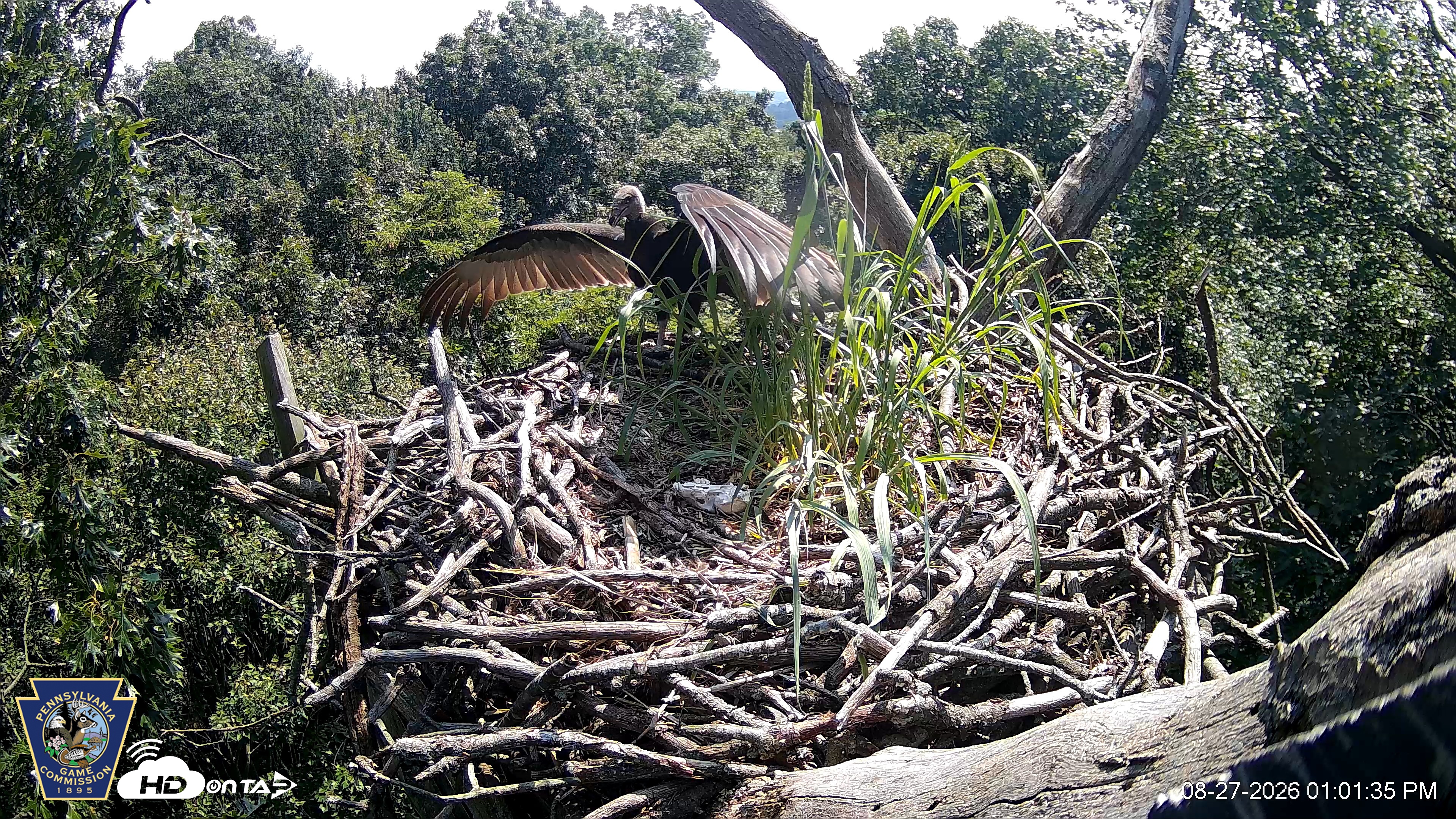 Snapshot of Hanover Eagles Live Cam taken Aug 27, 2026, 1:02pm EDT