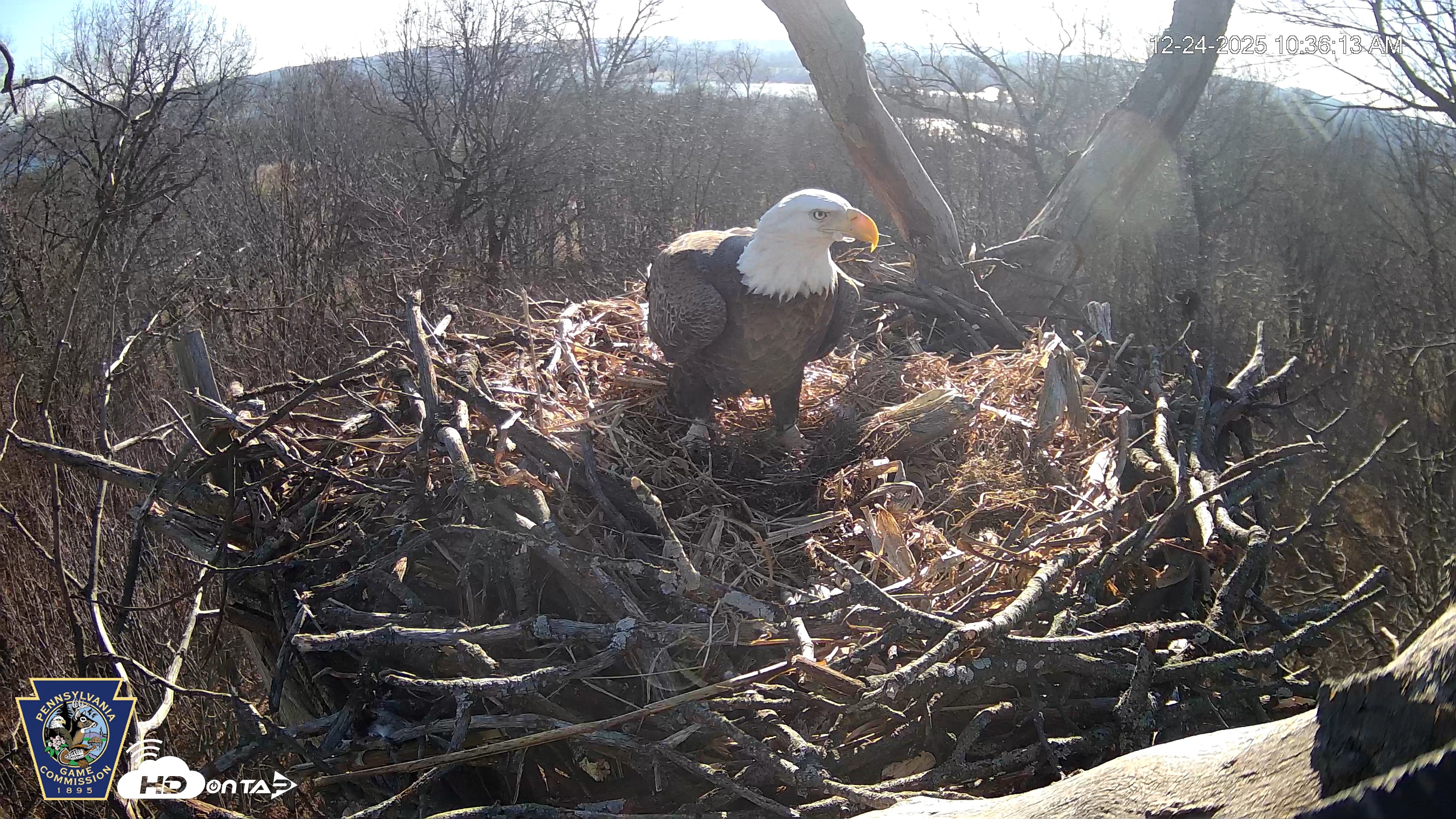 Snapshot of Hanover Eagles Live Cam taken Dec 24, 2025, 10:36am EST