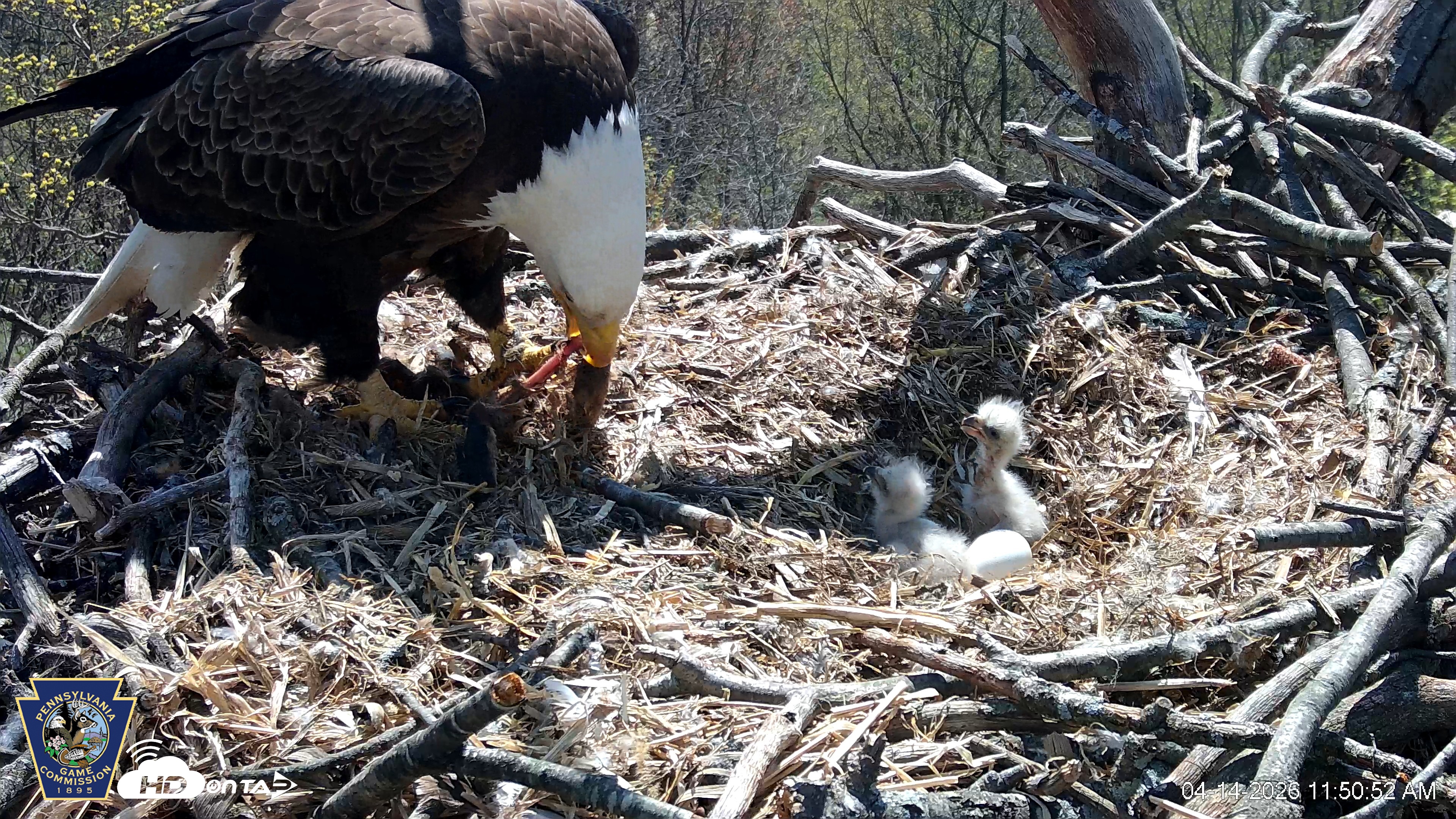 Snapshot of Hanover Eagles Live Cam taken Apr 14, 2026, 11:51am EDT