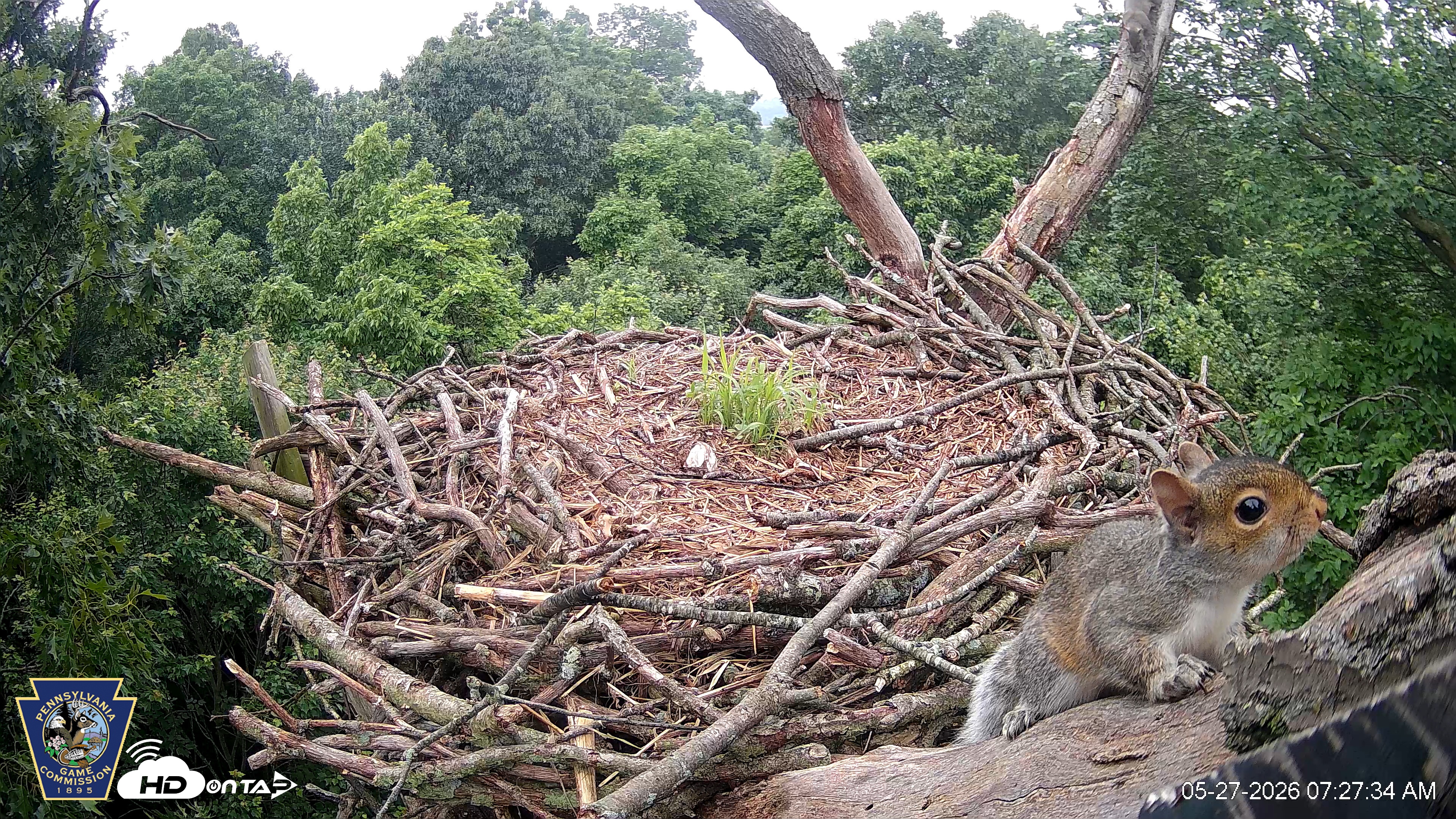 Snapshot of Hanover Eagles Live Cam taken May 27, 2026, 7:27am EDT
