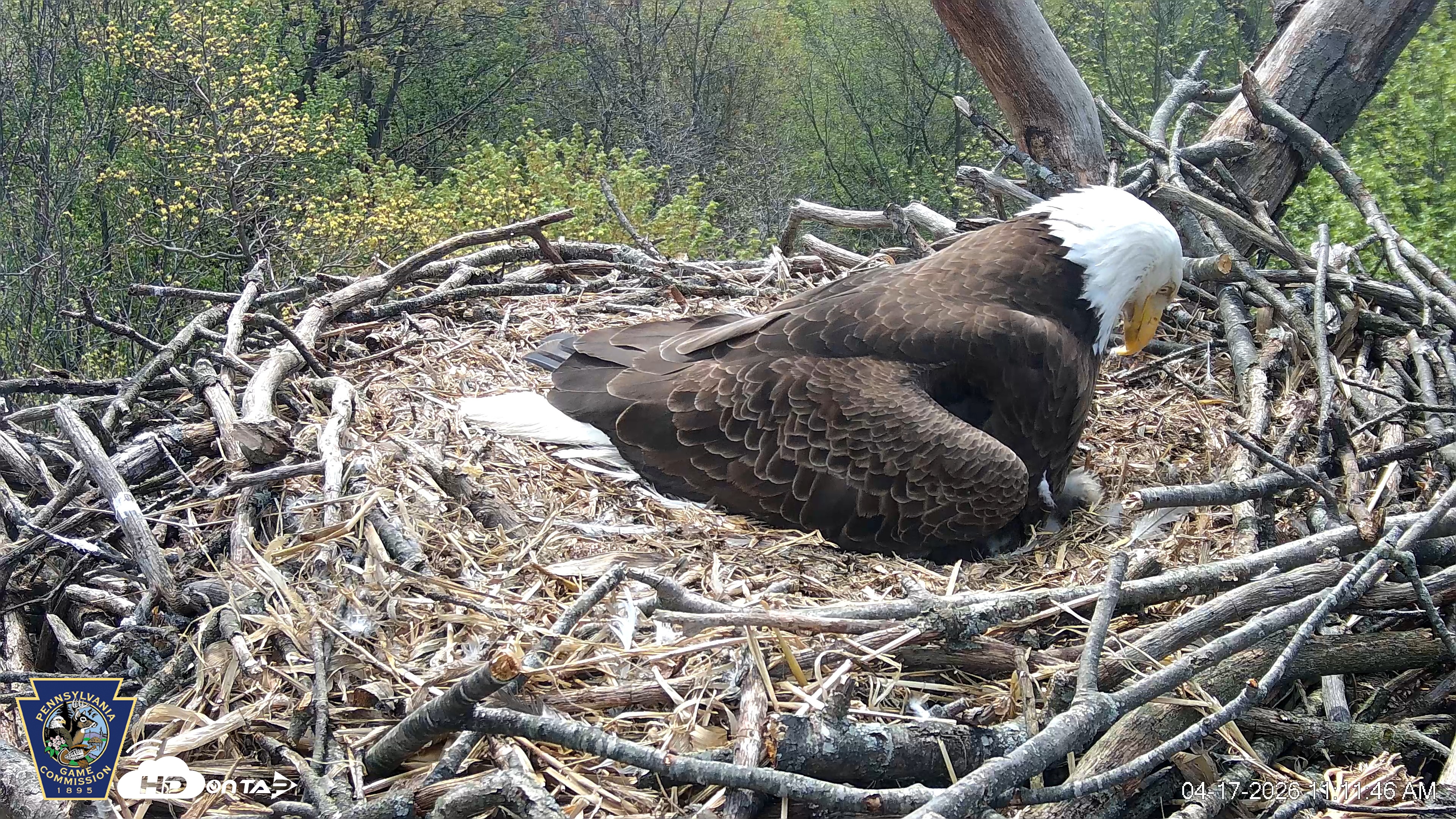 Snapshot of Hanover Eagles Live Cam taken Apr 17, 2026, 11:11am EDT