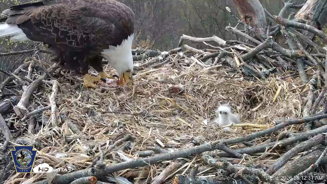 Snapshot of Hanover Eagles Live Cam taken Apr 13, 2026, 8:13am EDT