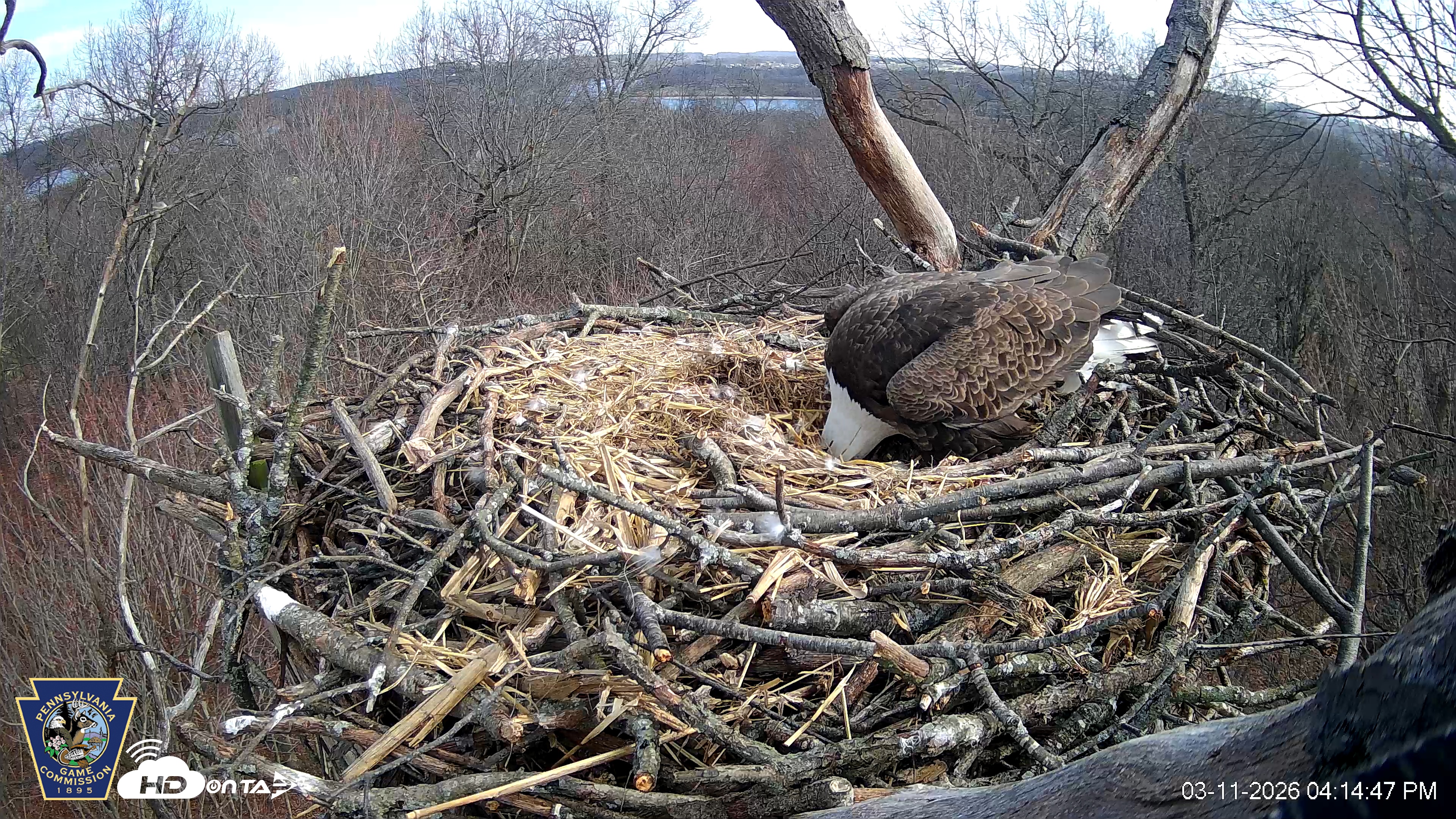 Snapshot of Hanover Eagles Live Cam taken Mar 11, 2026, 4:14pm EDT