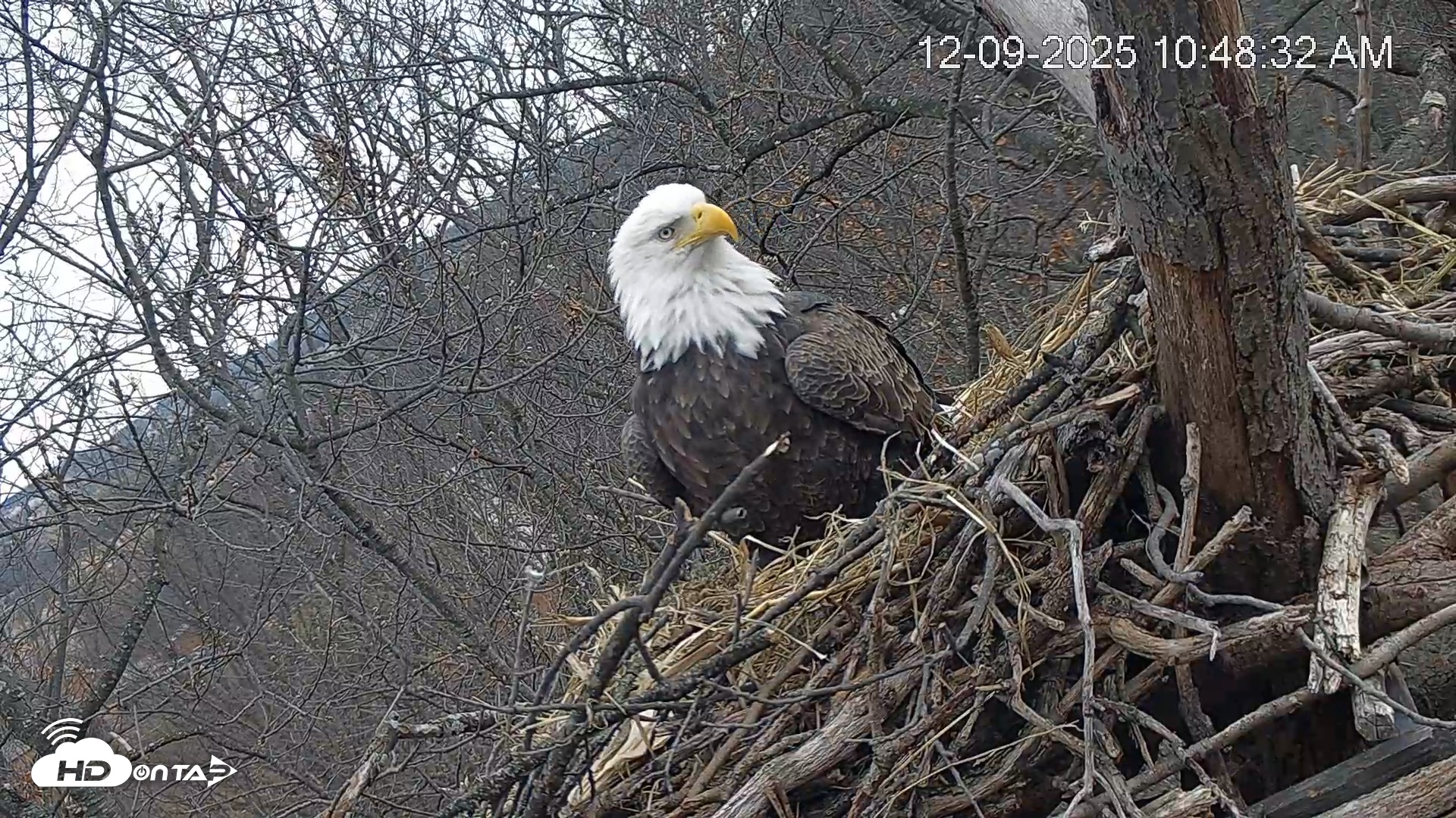 Snapshot of Hanover Eagles Live Cam taken Dec 9, 2025, 10:49am EST