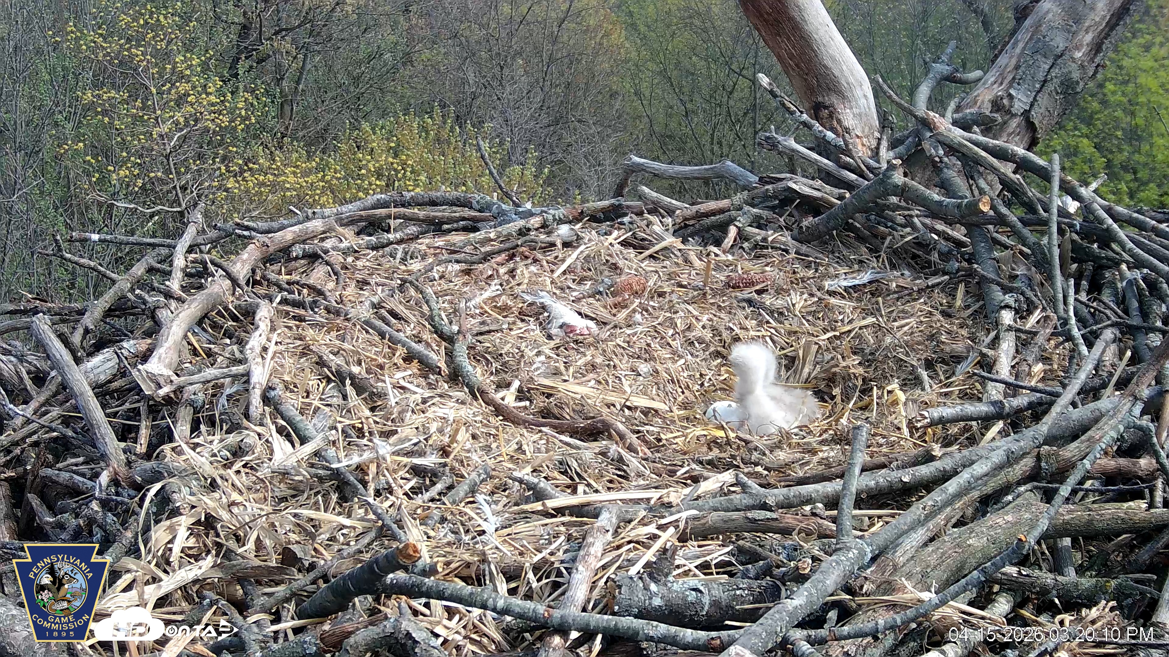 Snapshot of Hanover Eagles Live Cam taken Apr 15, 2026, 3:20pm EDT