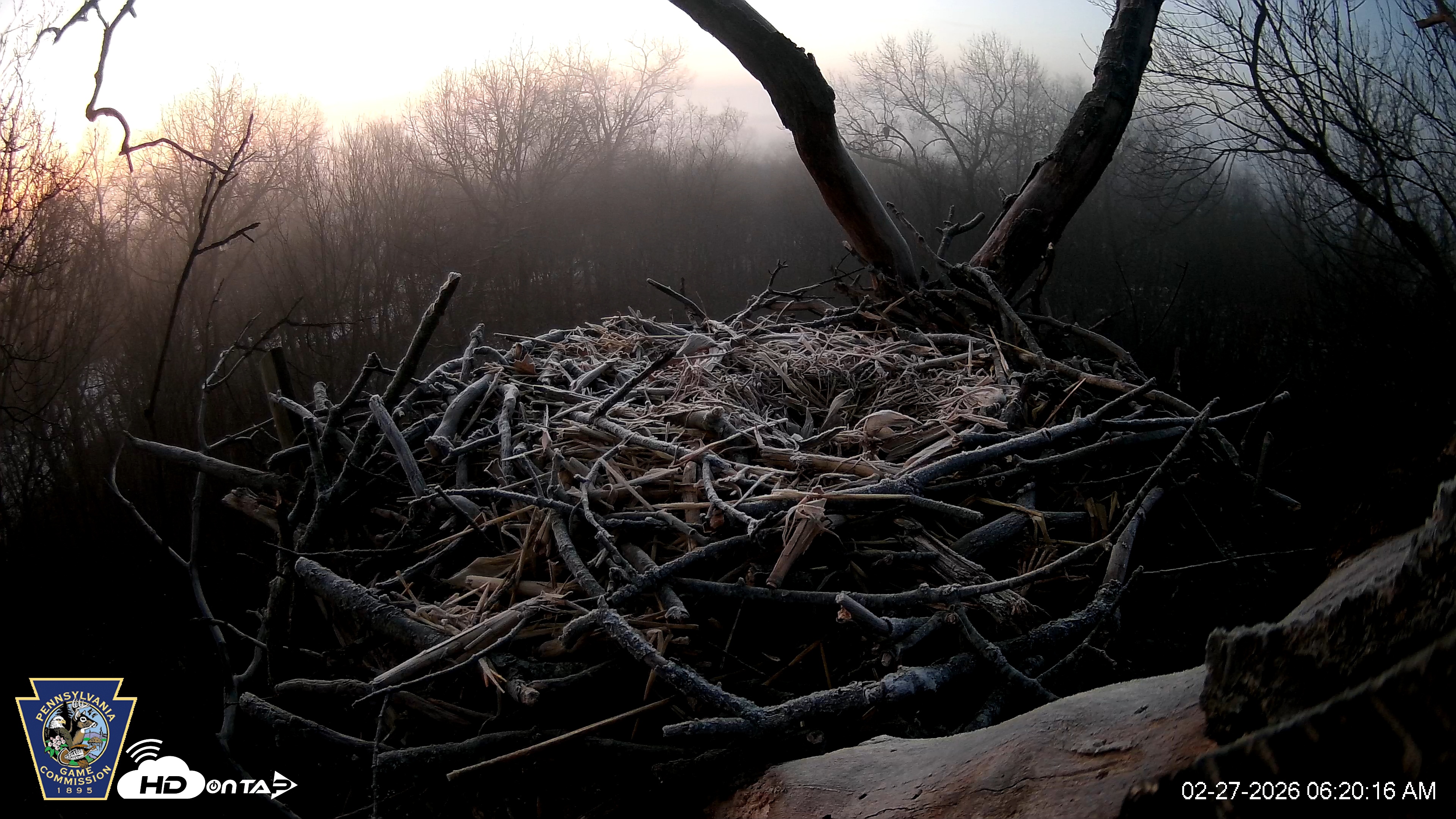 Snapshot of Hanover Eagles Live Cam taken Feb 27, 2026, 6:20am EST