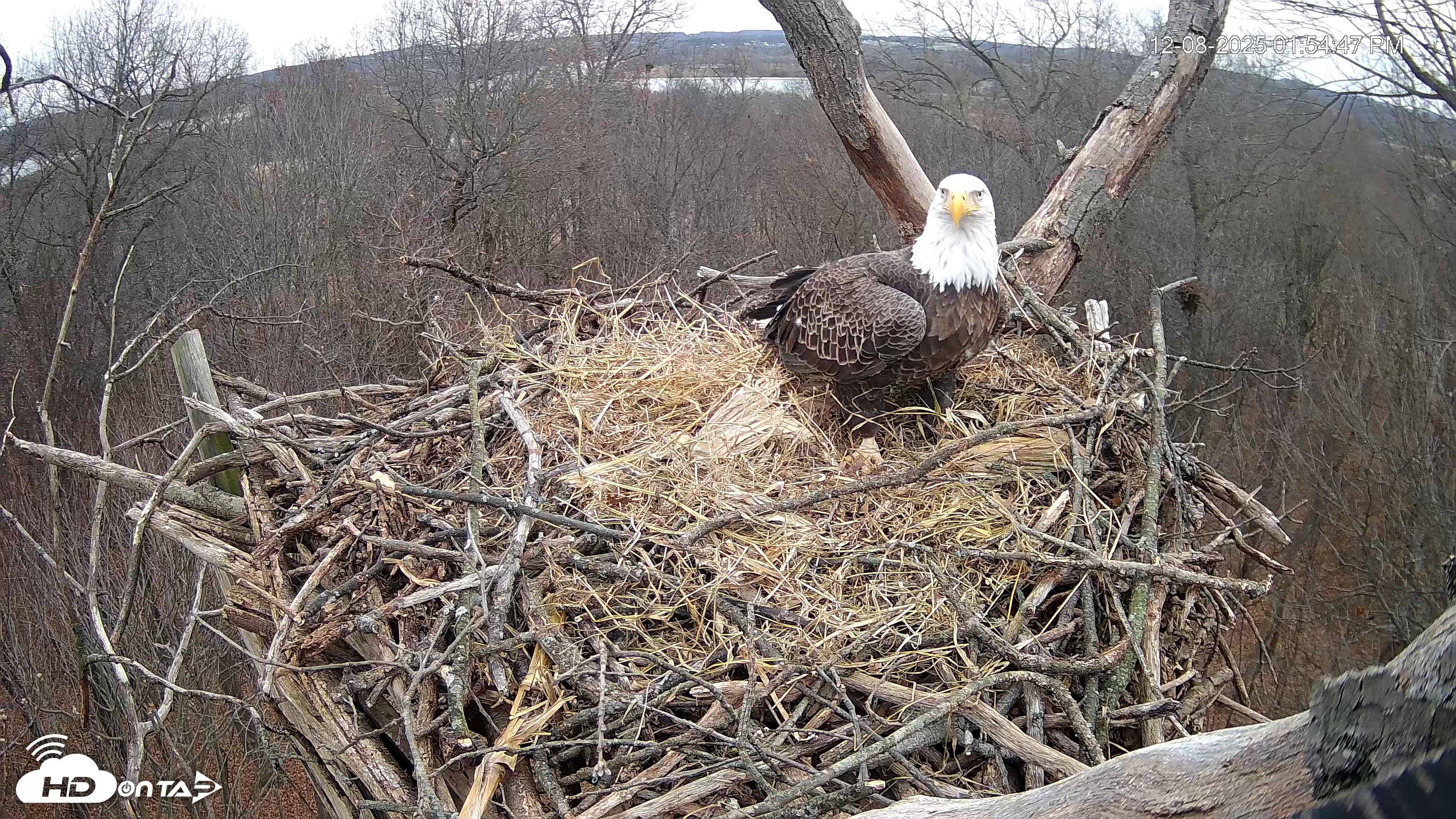 Snapshot of Hanover Eagles Live Cam taken Dec 8, 2025, 1:55pm EST