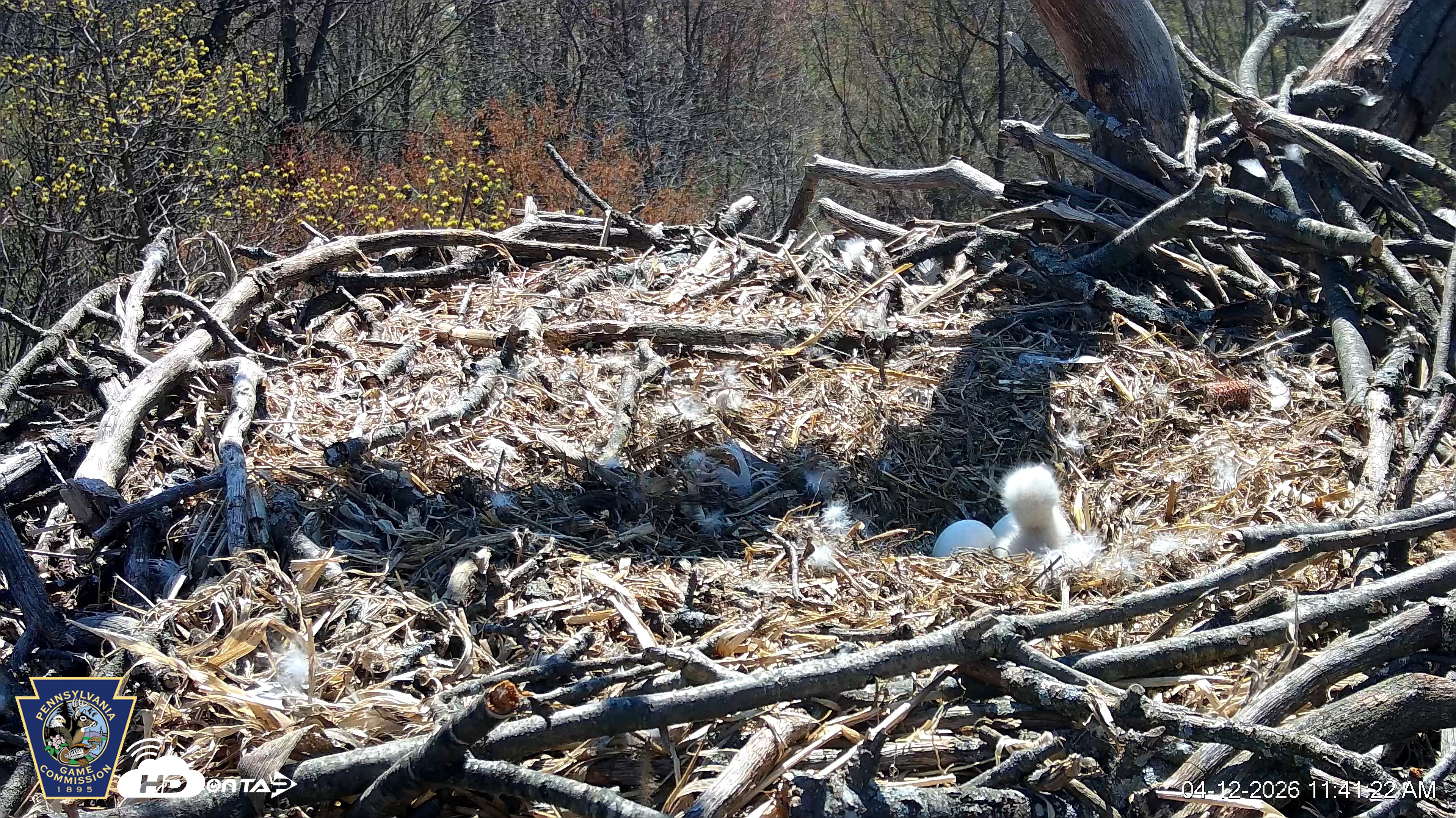 Snapshot of Hanover Eagles Live Cam taken Apr 12, 2026, 11:42am EDT