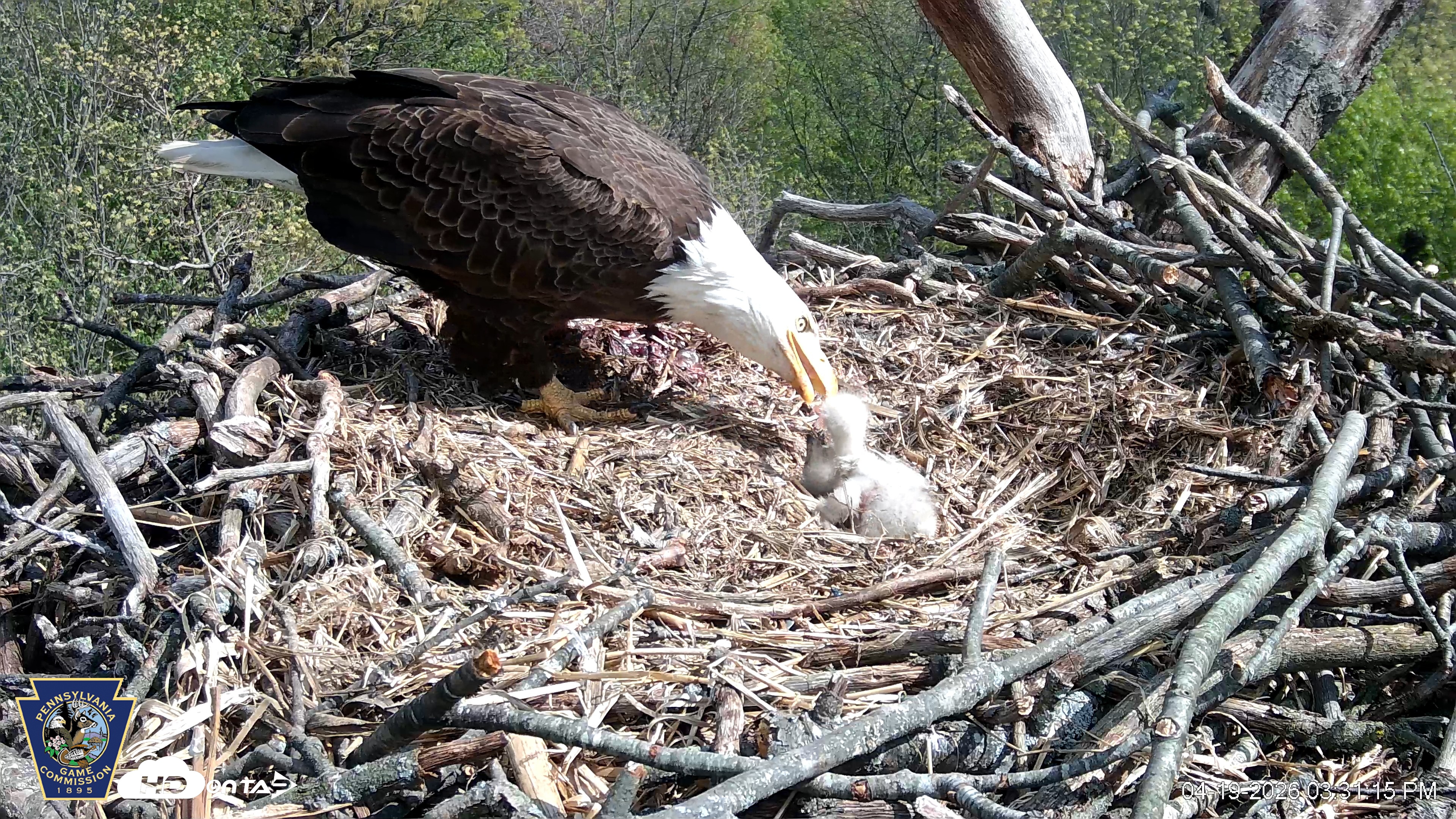 Snapshot of Hanover Eagles Live Cam taken Apr 19, 2026, 3:31pm EDT