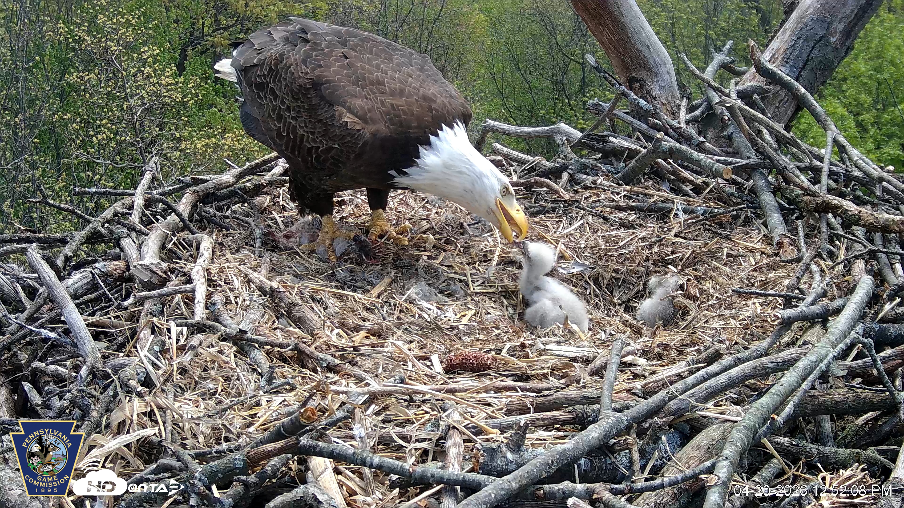 Snapshot of Hanover Eagles Live Cam taken Apr 20, 2026, 12:52pm EDT