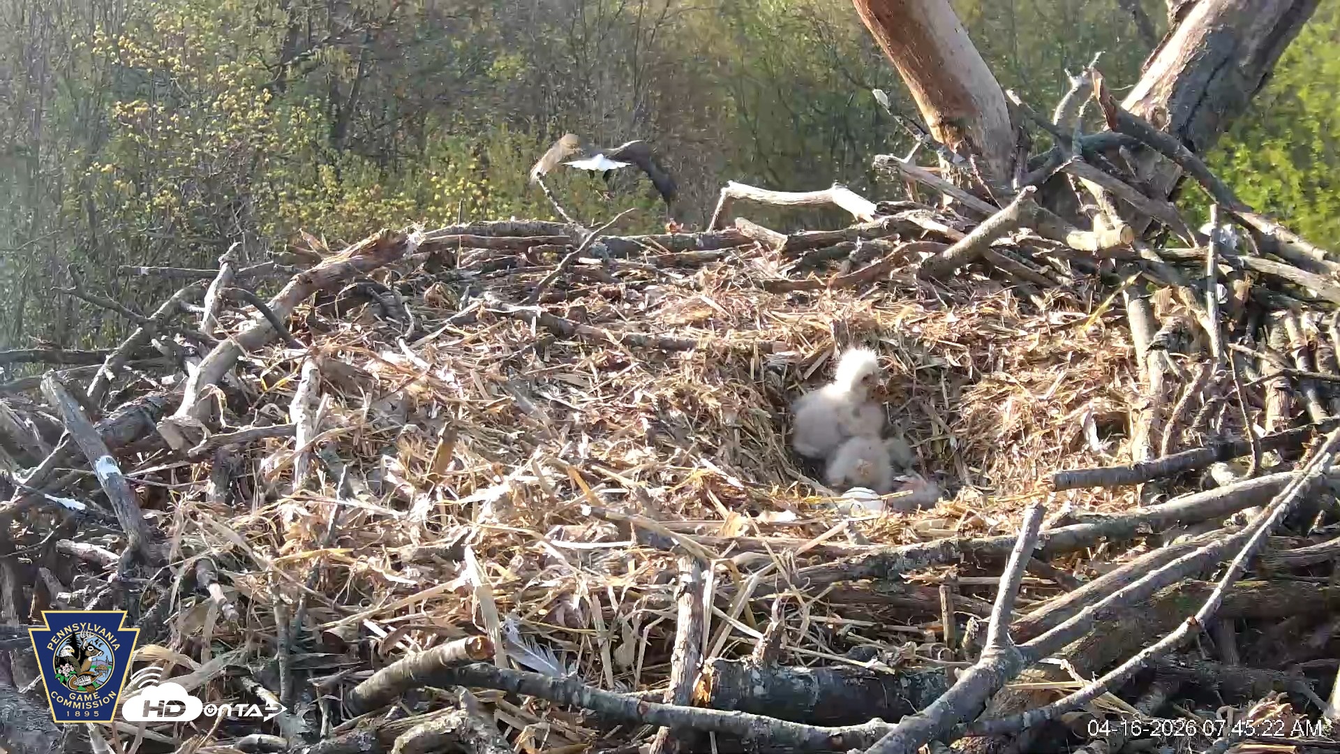 Snapshot of Hanover Eagles Live Cam taken Apr 16, 2026, 7:45am EDT