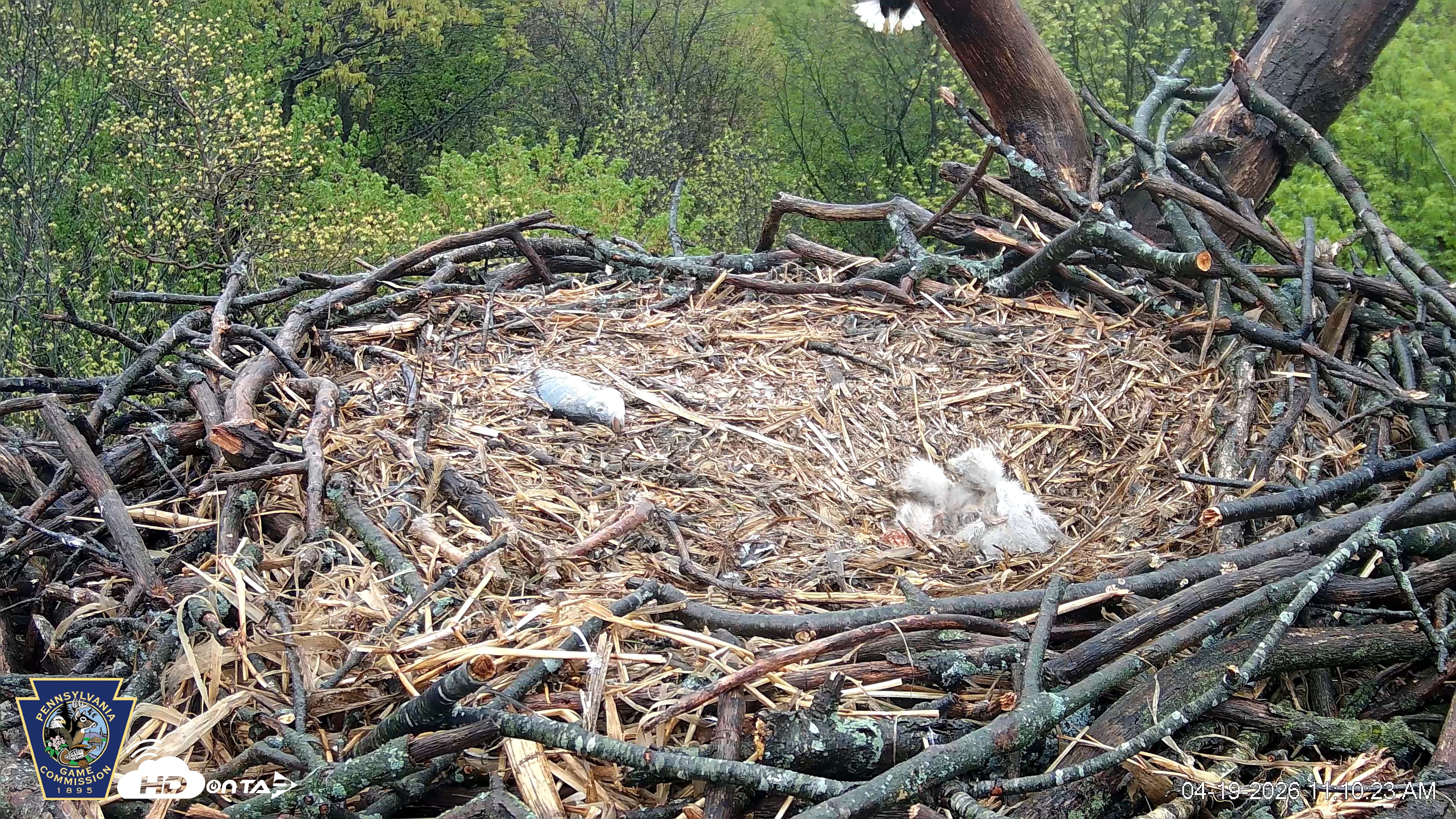 Snapshot of Hanover Eagles Live Cam taken Apr 19, 2026, 11:10am EDT