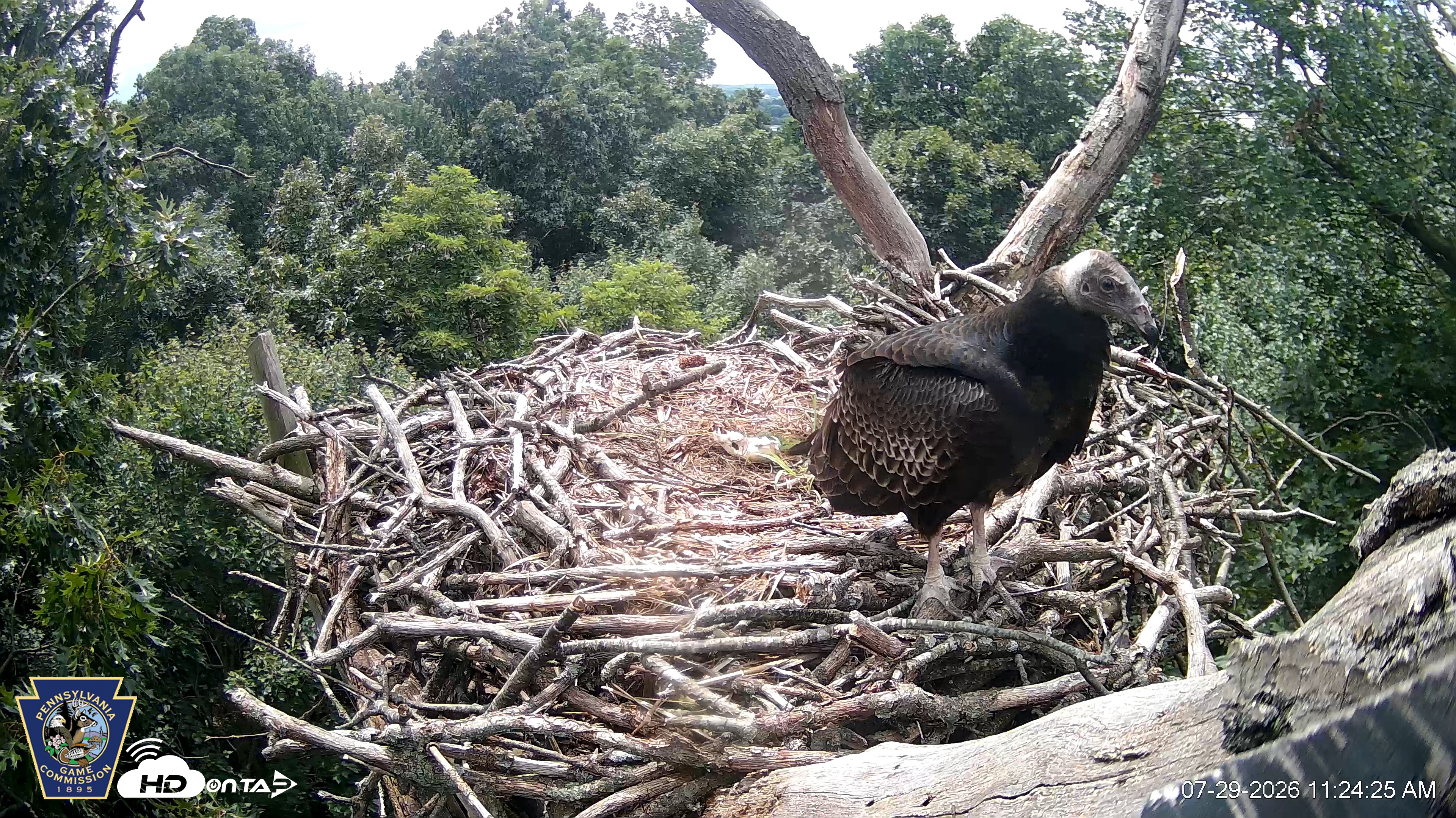 Snapshot of Hanover Eagles Live Cam taken Jul 29, 2026, 11:25am EDT