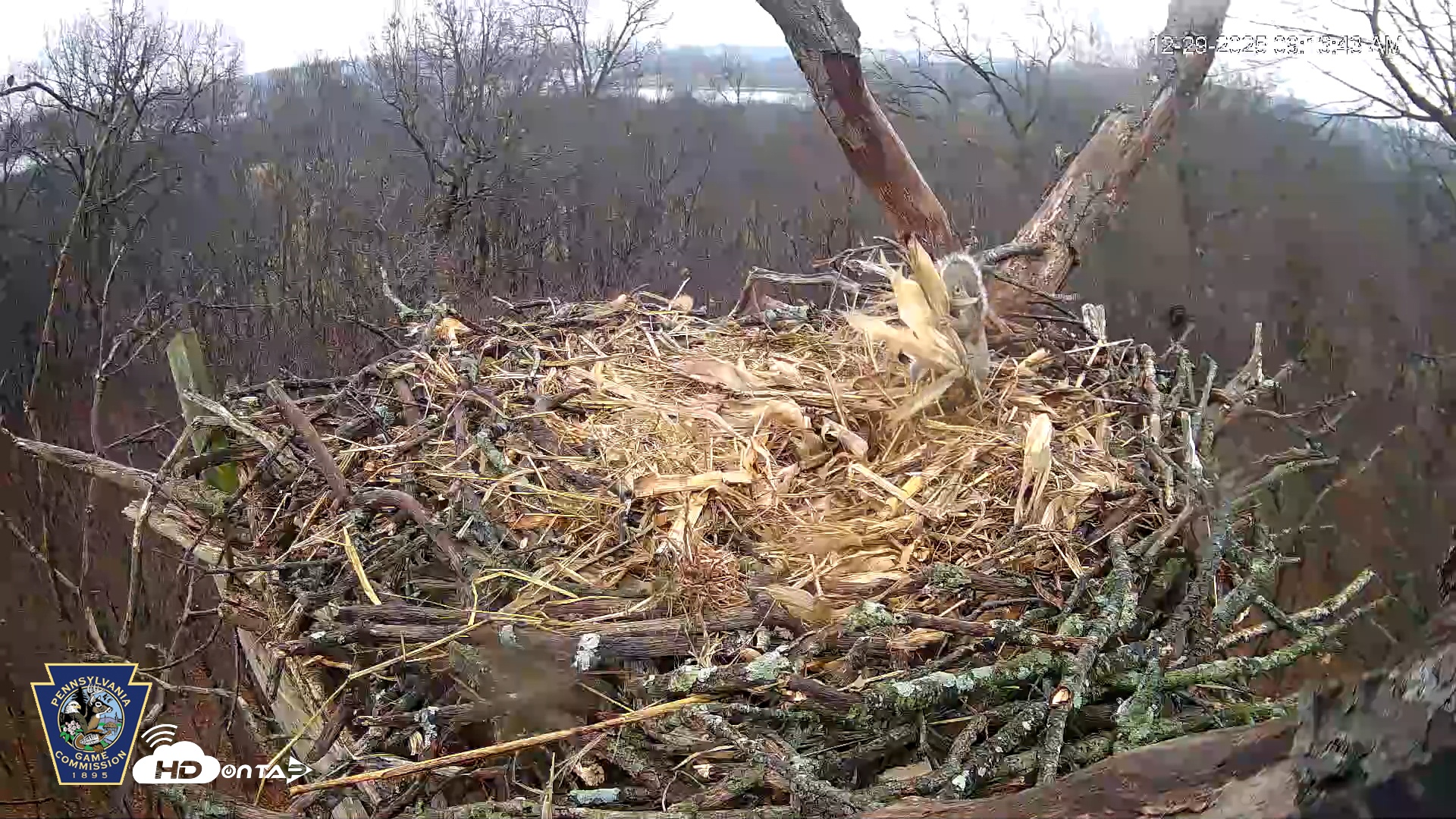 Snapshot of Hanover Eagles Live Cam taken Dec 29, 2025, 9:17am EST