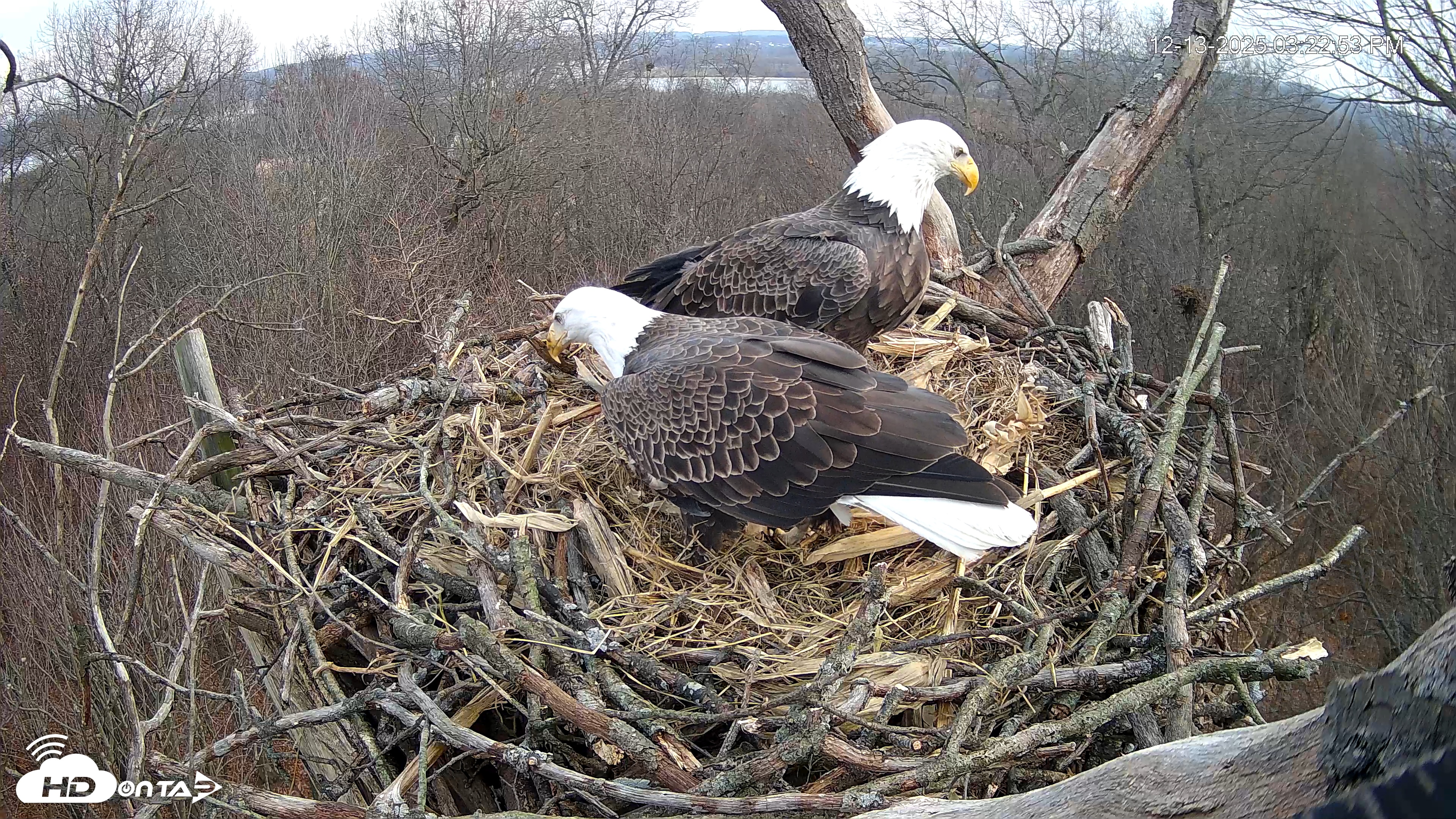 Snapshot of Hanover Eagles Live Cam taken Dec 13, 2025, 3:23pm EST