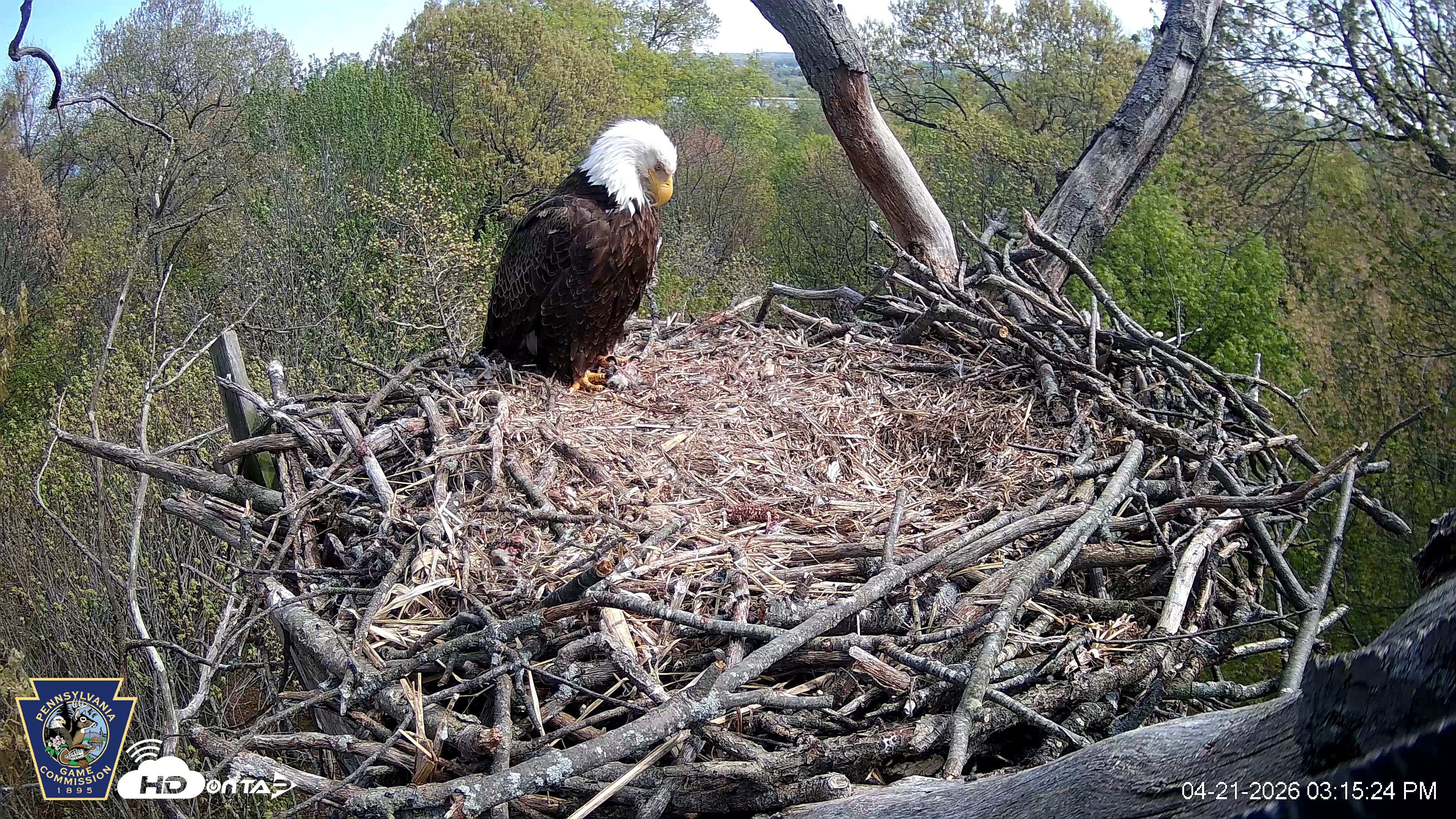 Snapshot of Hanover Eagles Live Cam taken Apr 21, 2026, 3:16pm EDT