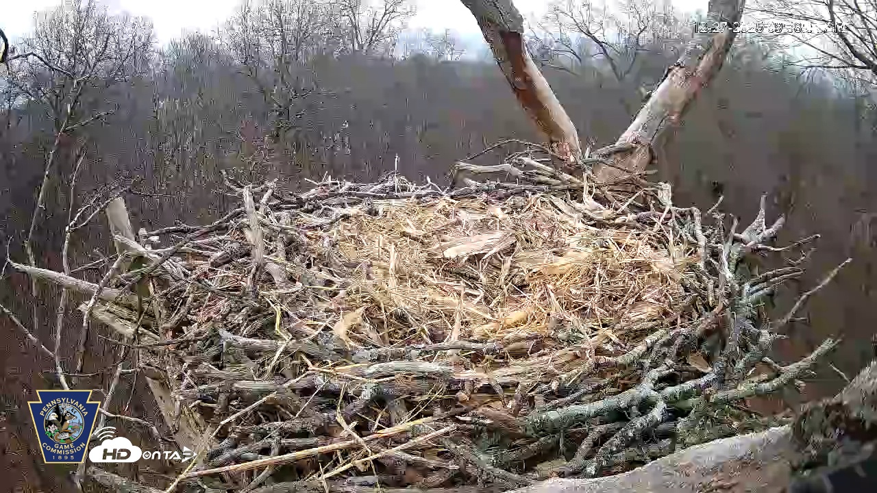 Snapshot of Hanover Eagles Live Cam taken Dec 27, 2025, 9:38am EST