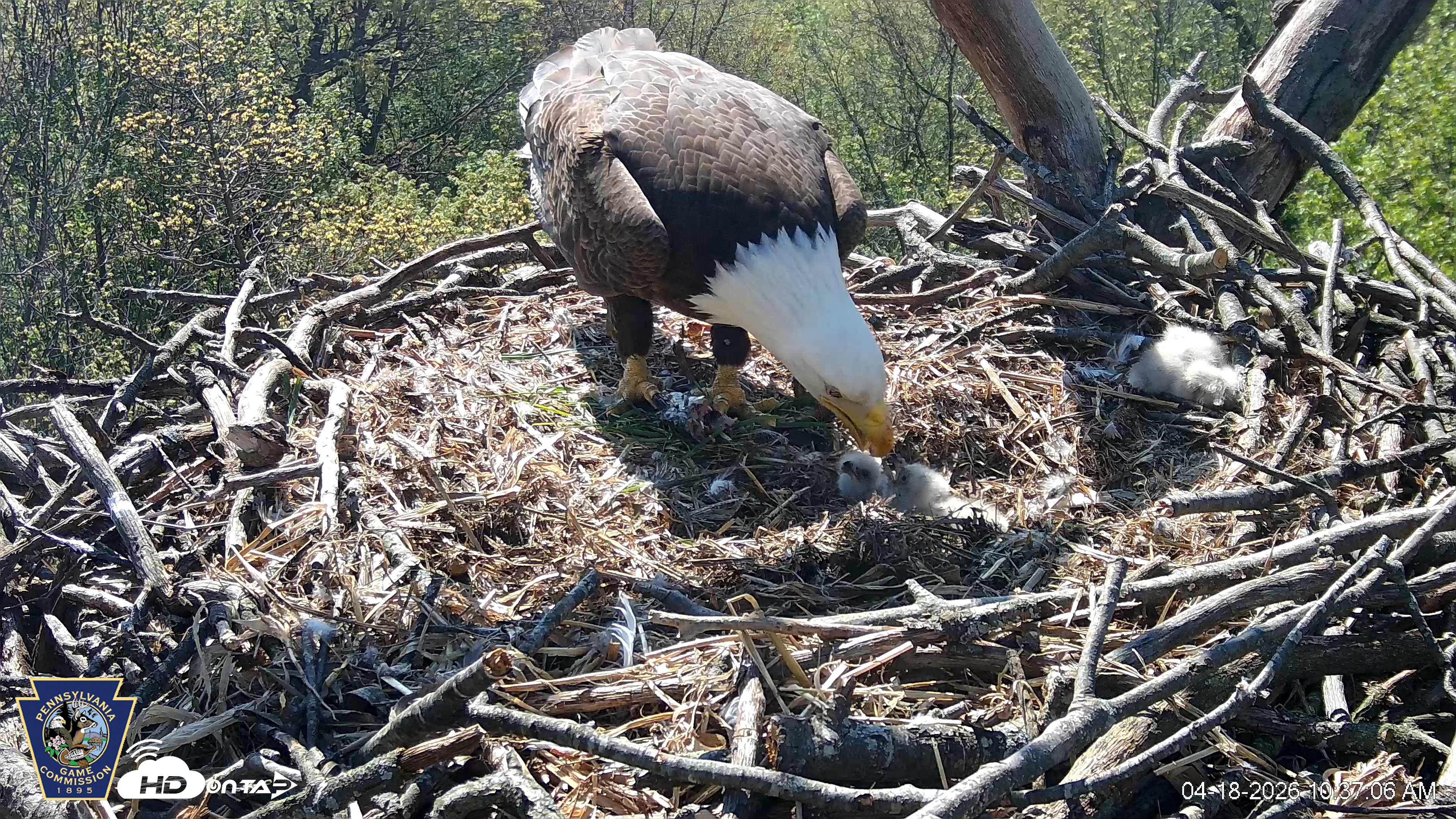 Snapshot of Hanover Eagles Live Cam taken Apr 18, 2026, 10:37am EDT