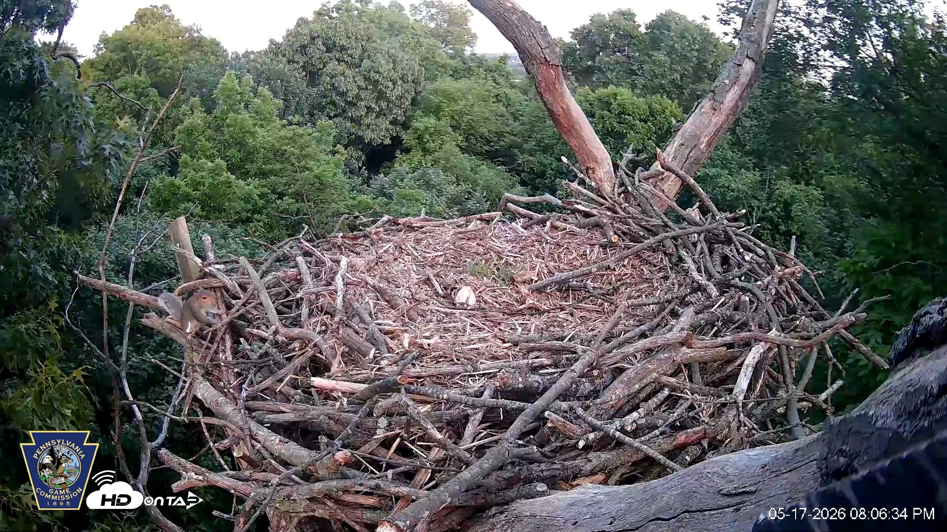 Snapshot of Hanover Eagles Live Cam taken May 17, 2026, 8:07pm EDT