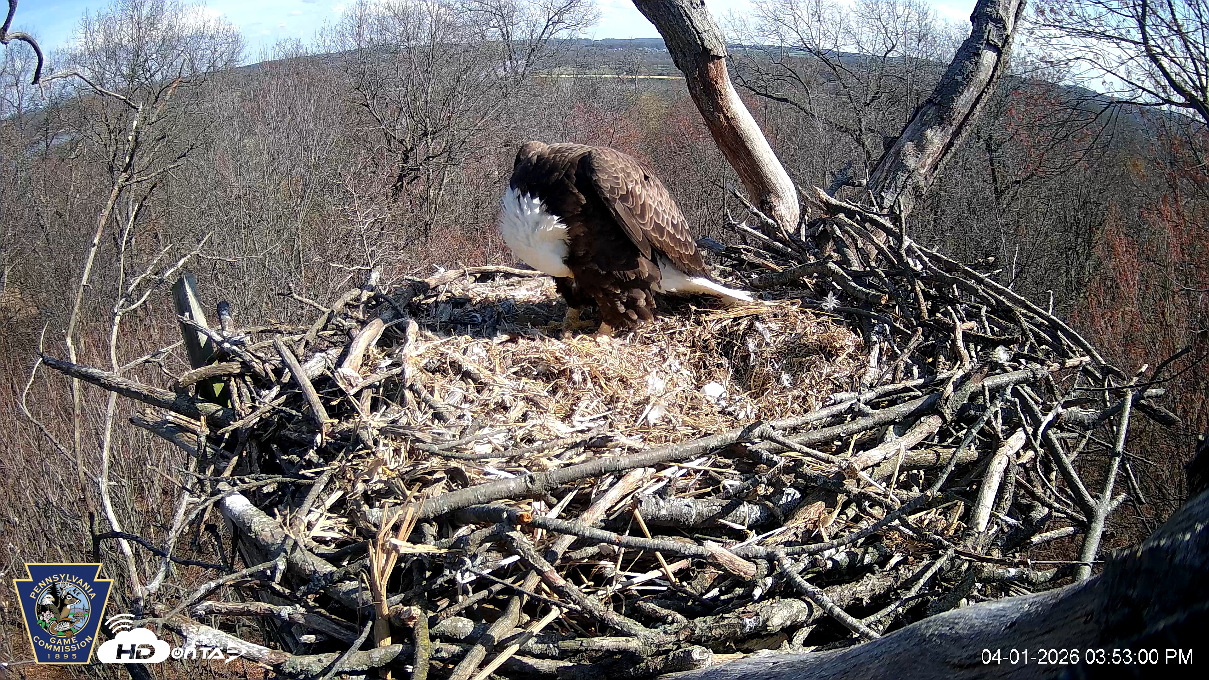 Snapshot of Hanover Eagles Live Cam taken Apr 1, 2026, 3:53pm EDT