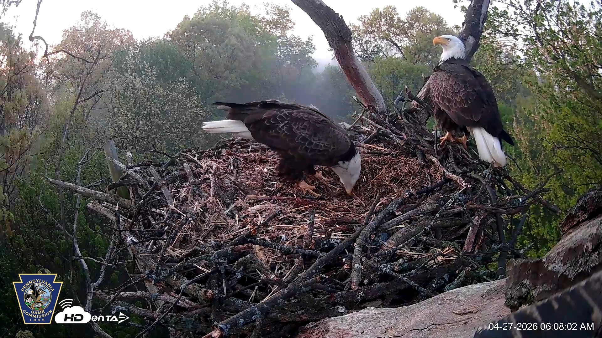 Snapshot of Hanover Eagles Live Cam taken Apr 27, 2026, 6:08am EDT