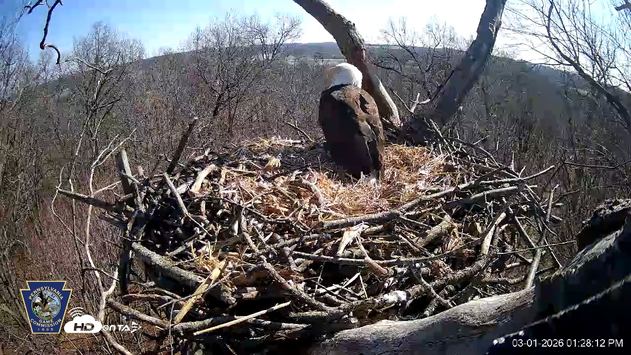 Snapshot of Hanover Eagles Live Cam taken Mar 1, 2026, 1:28pm EST