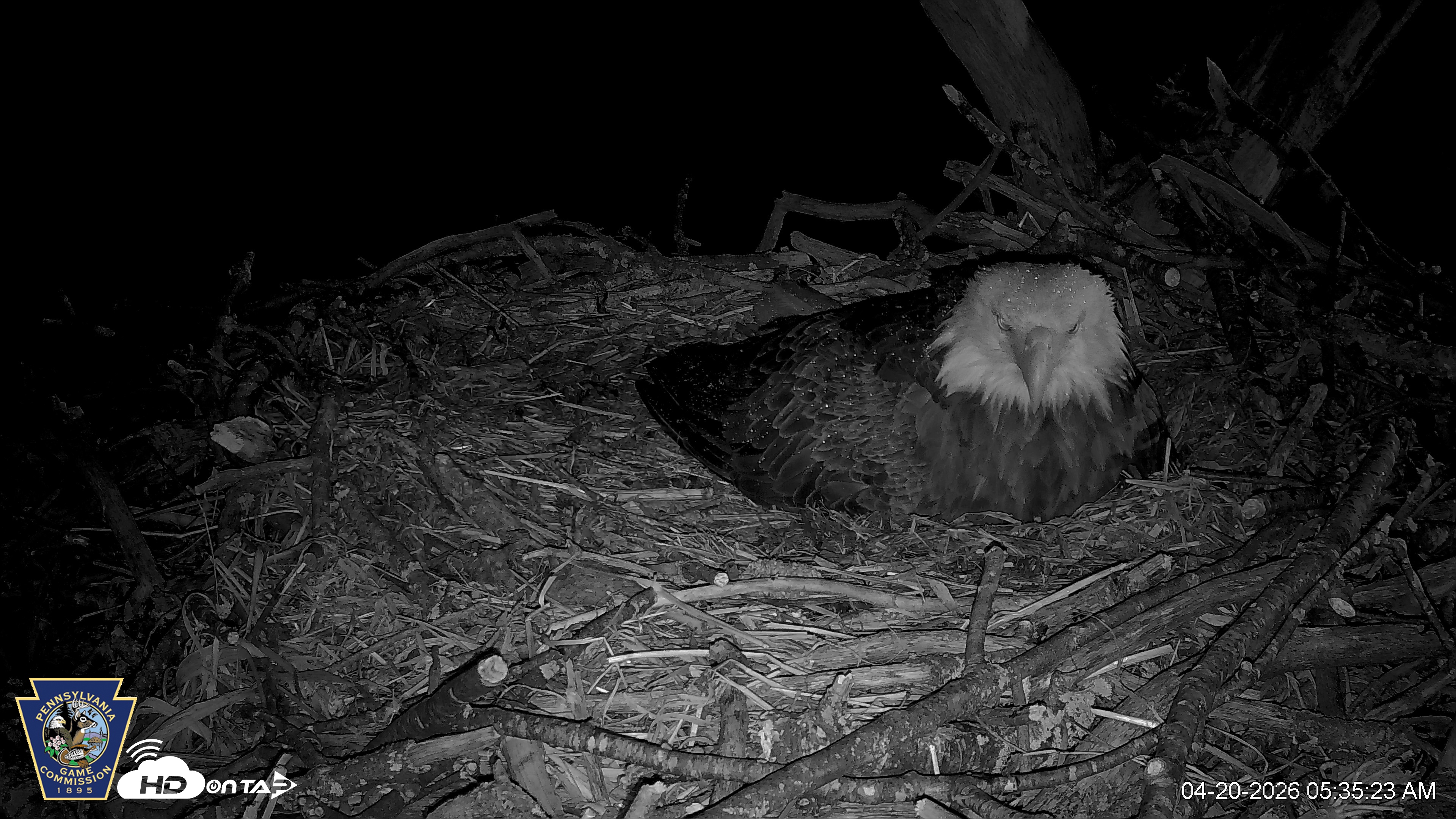 Snapshot of Hanover Eagles Live Cam taken Apr 20, 2026, 5:35am EDT
