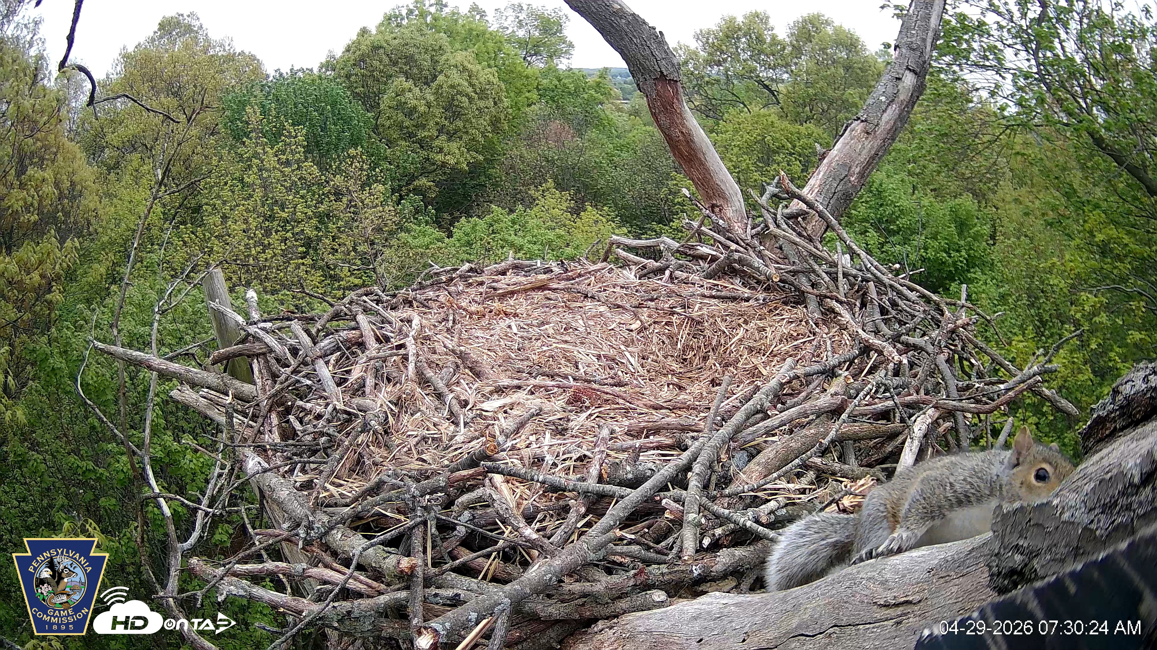 Snapshot of Hanover Eagles Live Cam taken Apr 29, 2026, 7:30am EDT