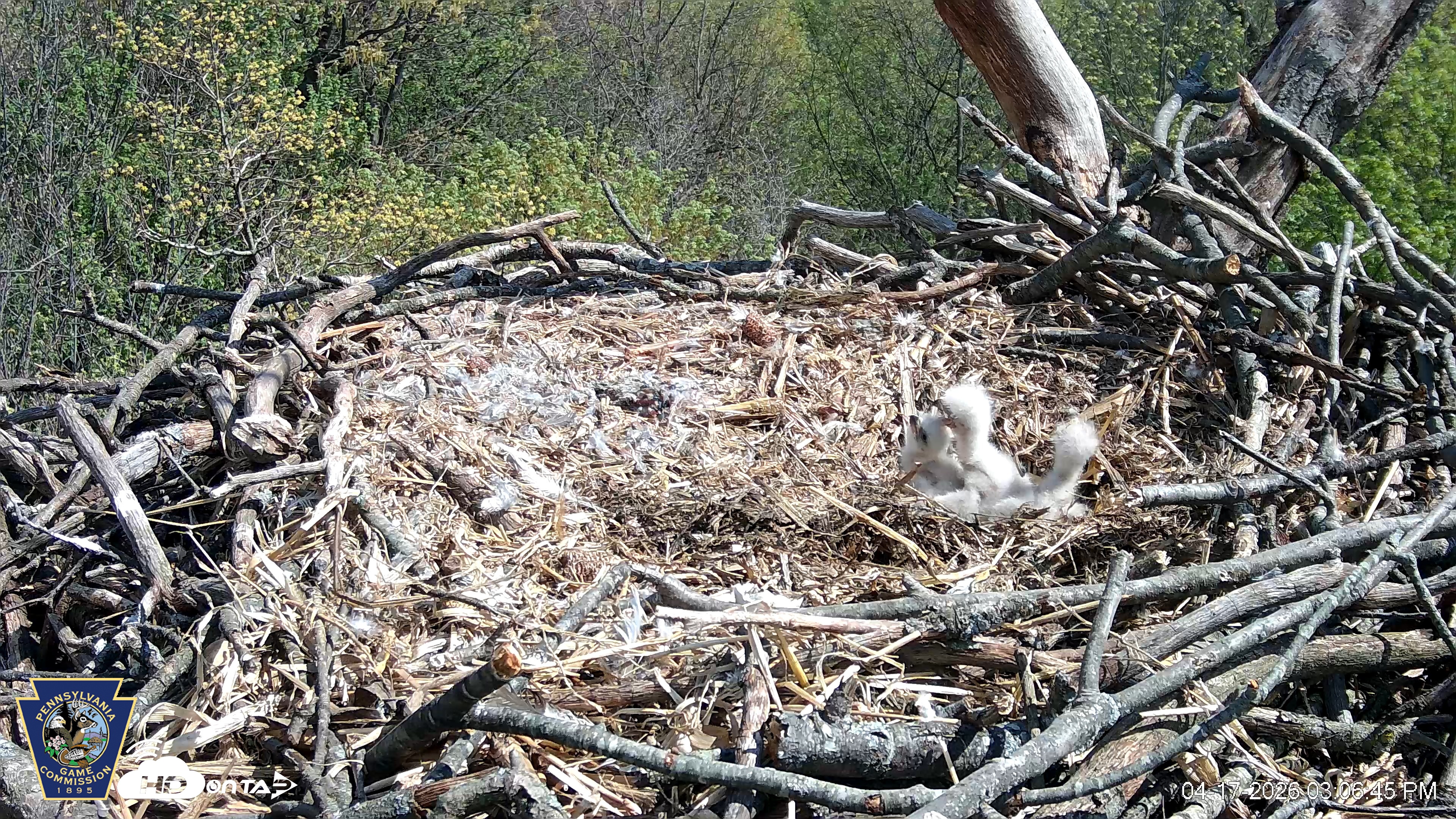 Snapshot of Hanover Eagles Live Cam taken Apr 17, 2026, 3:07pm EDT