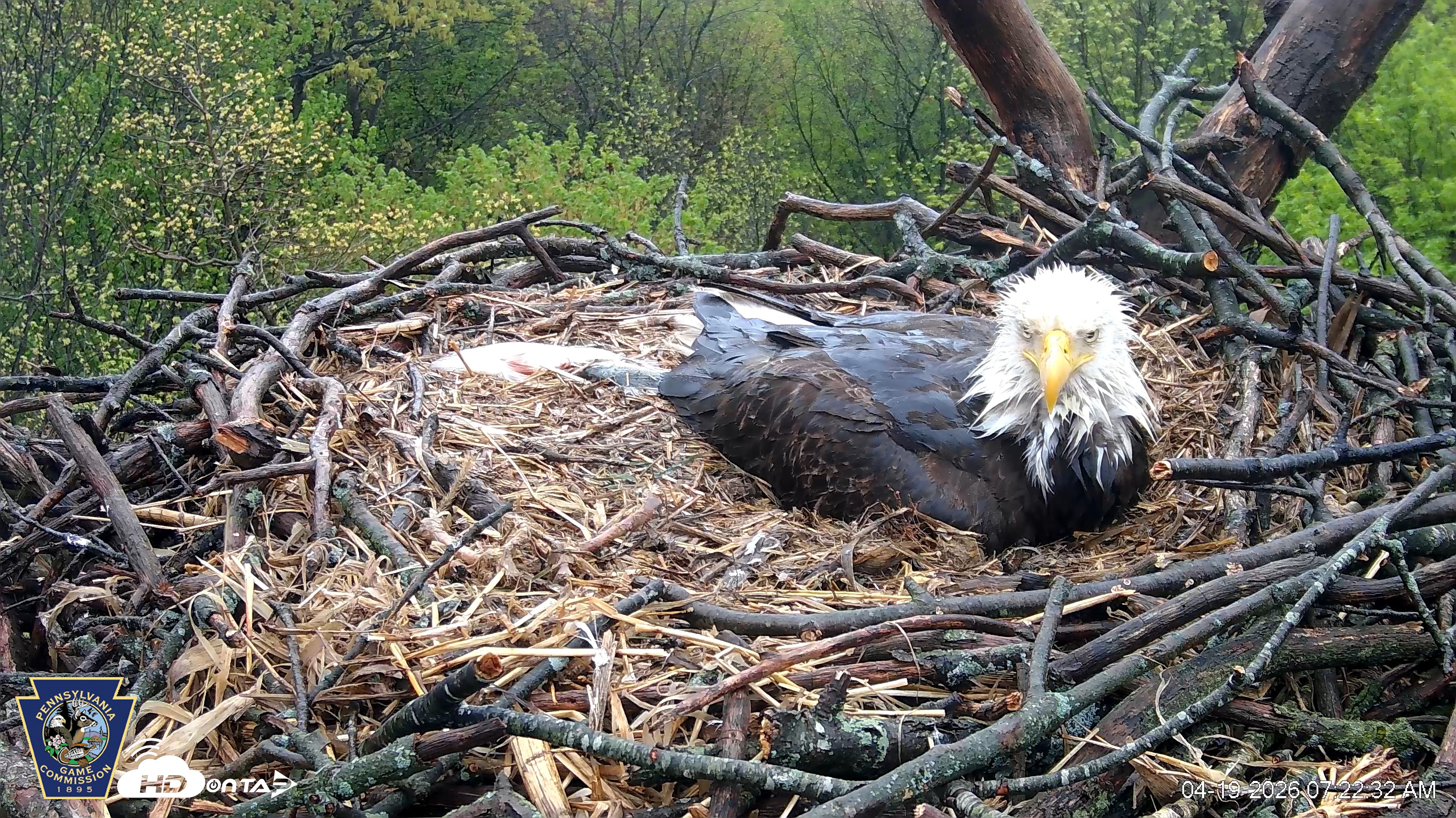 Snapshot of Hanover Eagles Live Cam taken Apr 19, 2026, 7:23am EDT