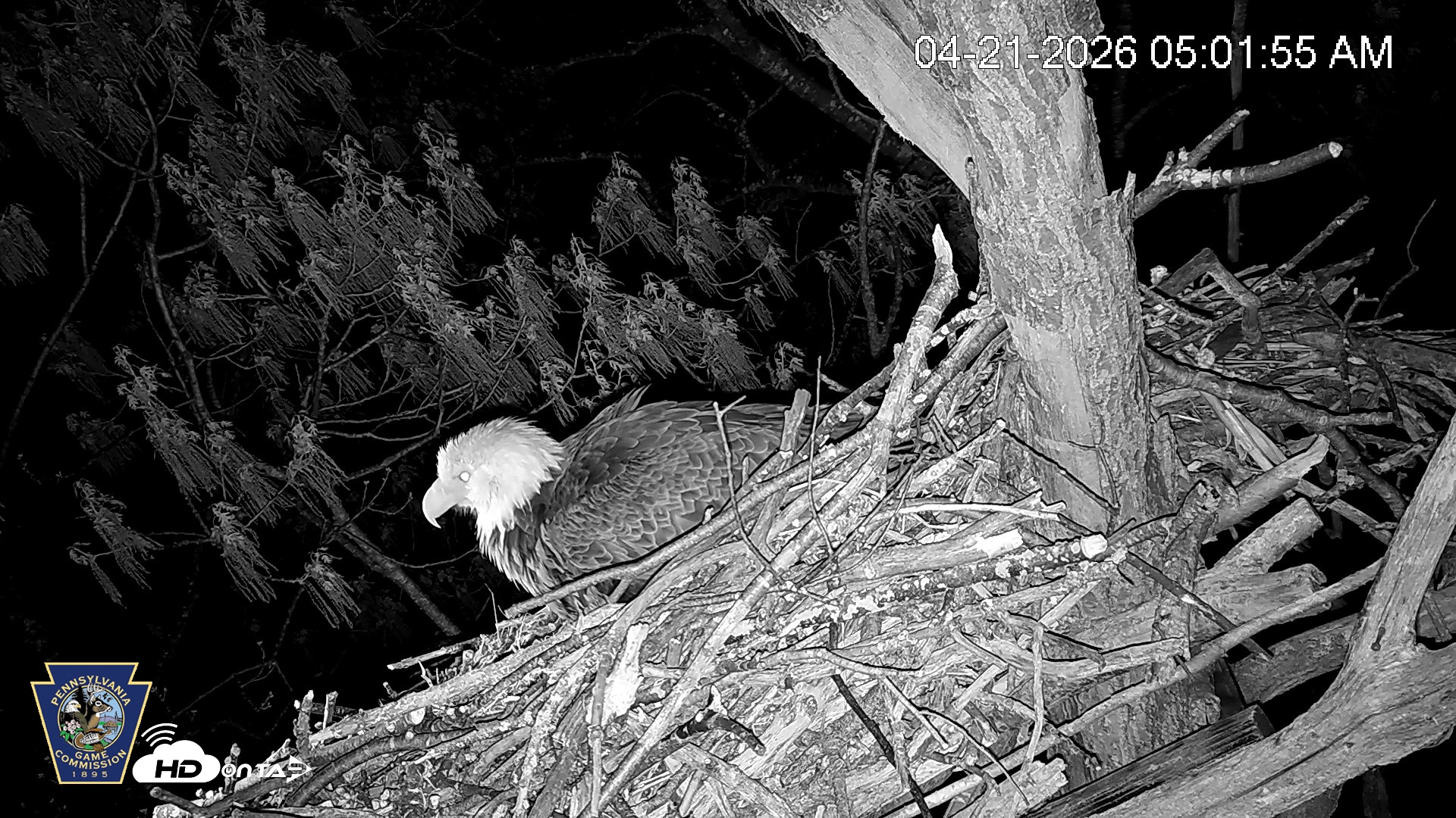 Snapshot of Hanover Eagles Live Cam taken Apr 21, 2026, 5:02am EDT