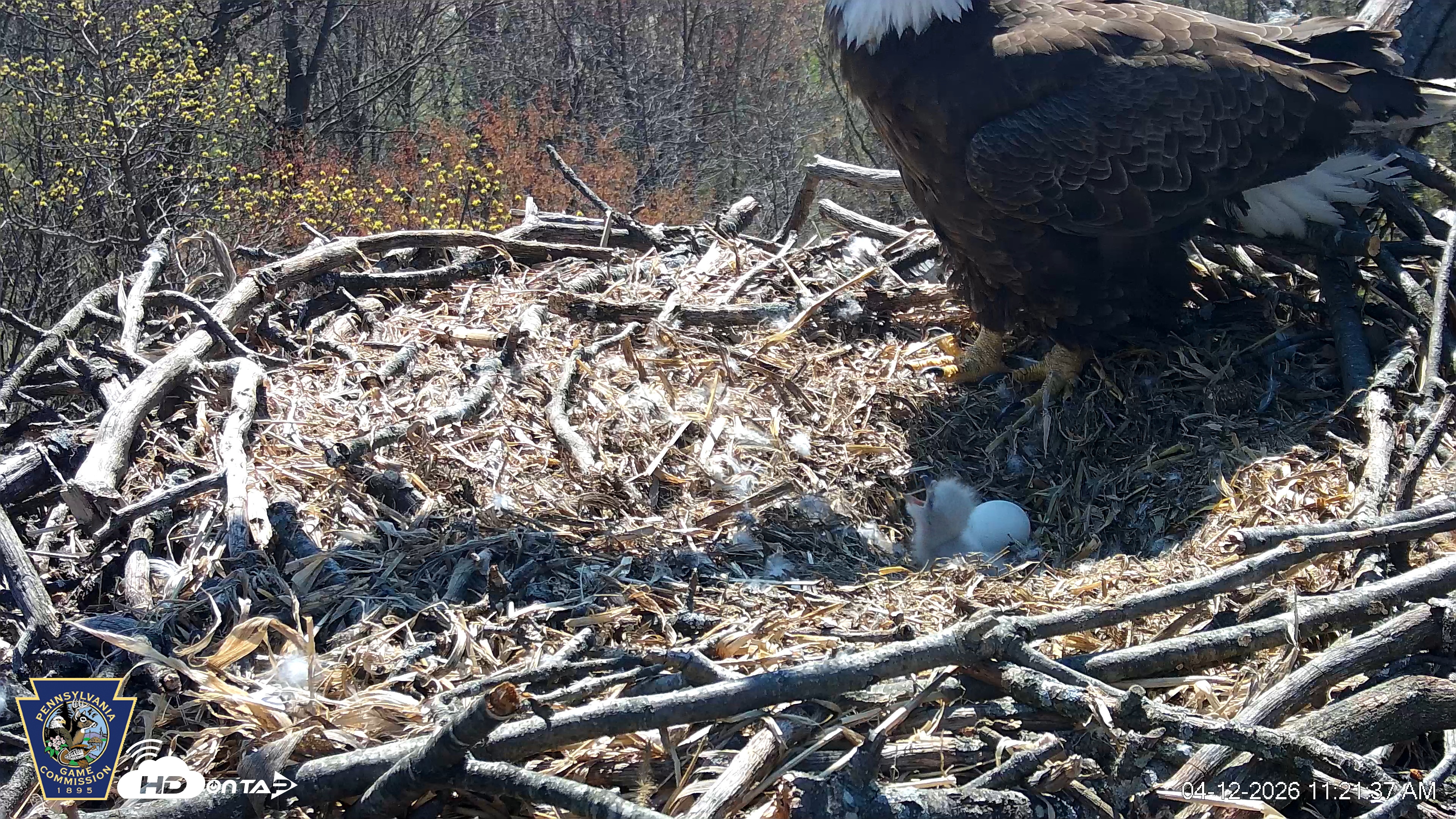 Snapshot of Hanover Eagles Live Cam taken Apr 12, 2026, 11:22am EDT