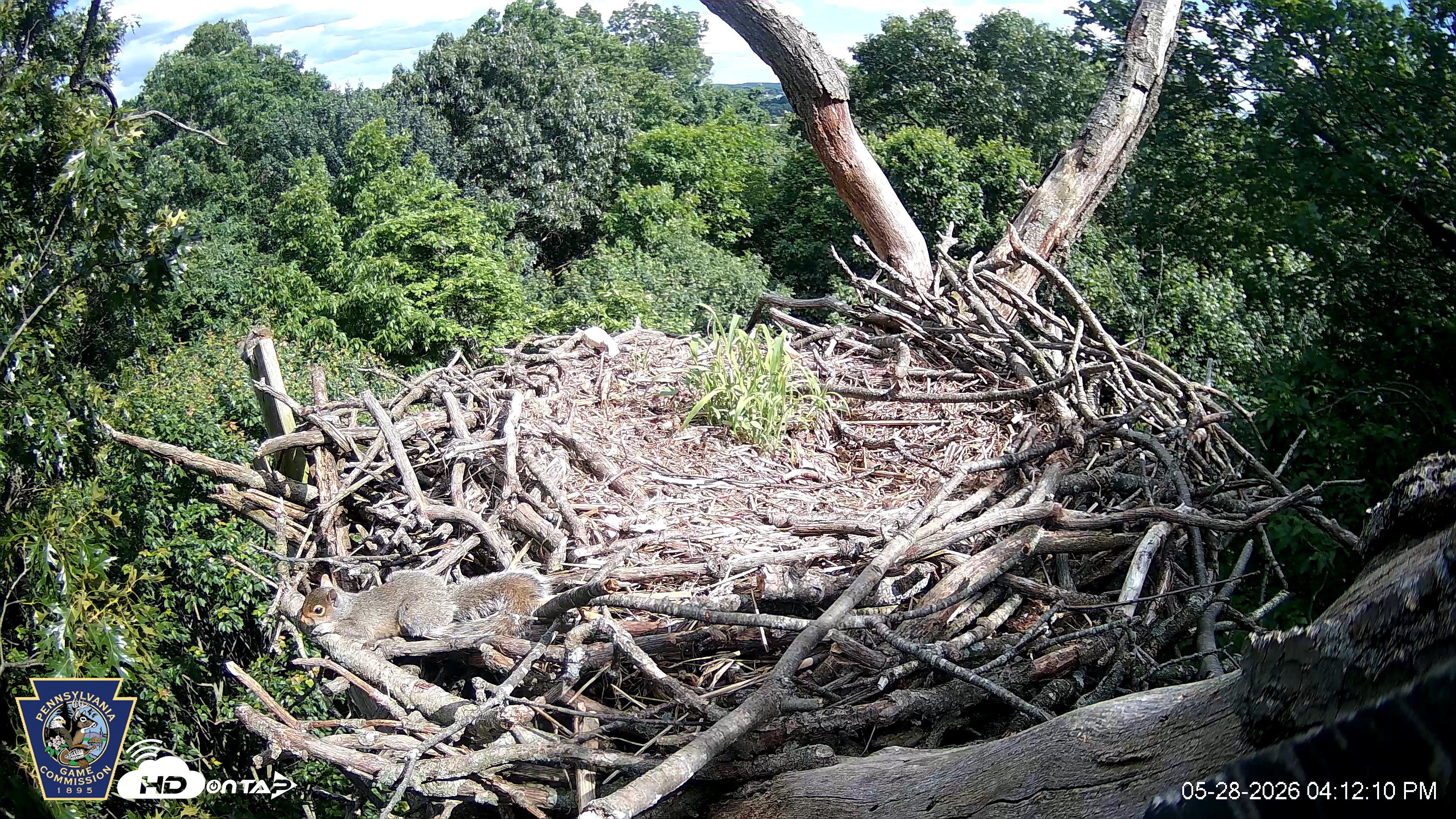 Snapshot of Hanover Eagles Live Cam taken May 28, 2026, 4:12pm EDT
