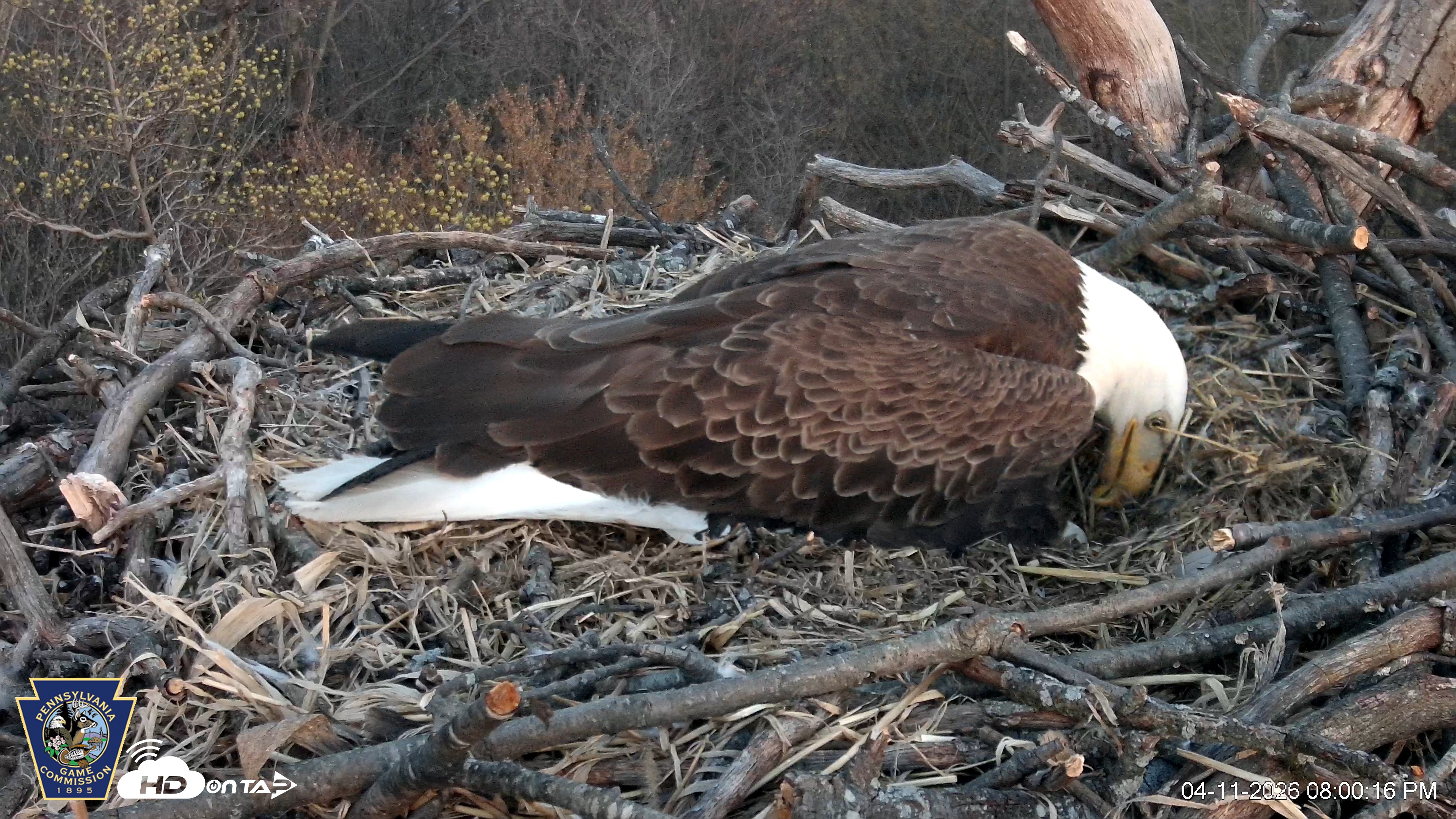 Snapshot of Hanover Eagles Live Cam taken Apr 11, 2026, 8:00pm EDT