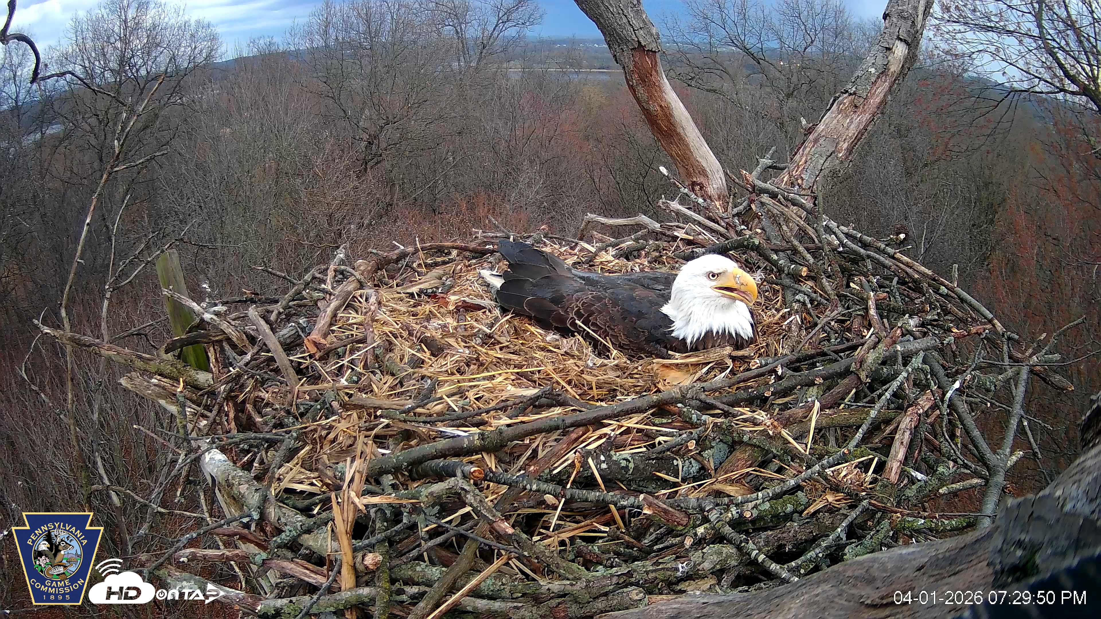 Snapshot of Hanover Eagles Live Cam taken Apr 1, 2026, 7:30pm EDT