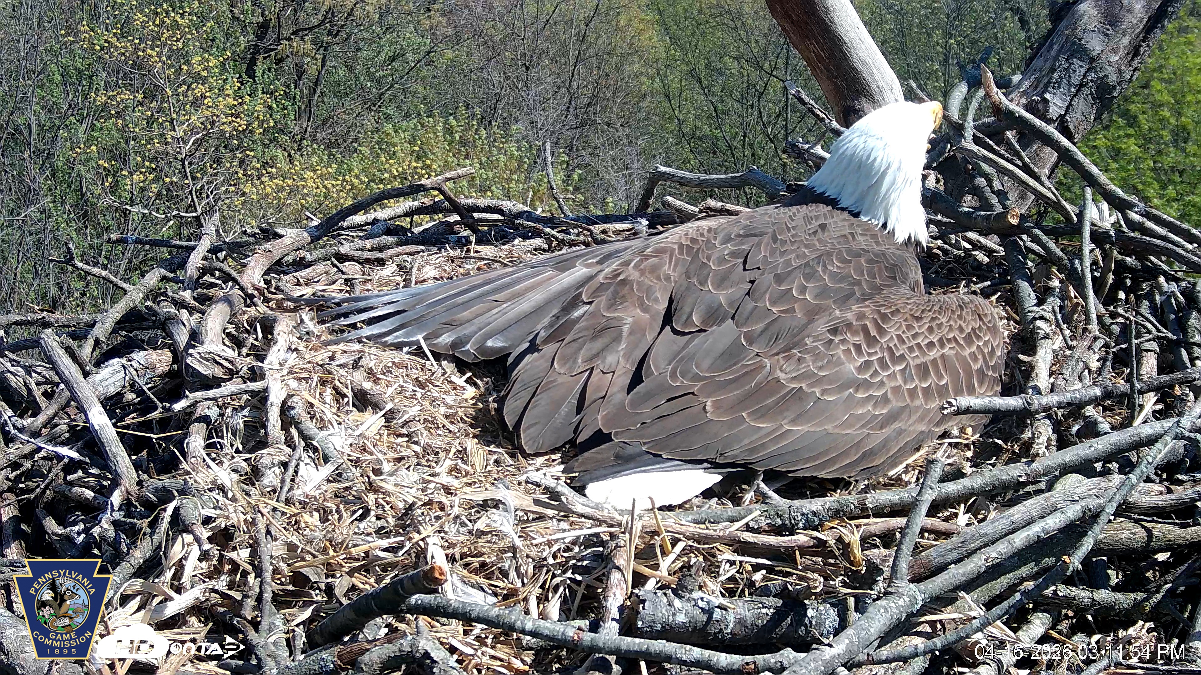 Snapshot of Hanover Eagles Live Cam taken Apr 16, 2026, 3:12pm EDT