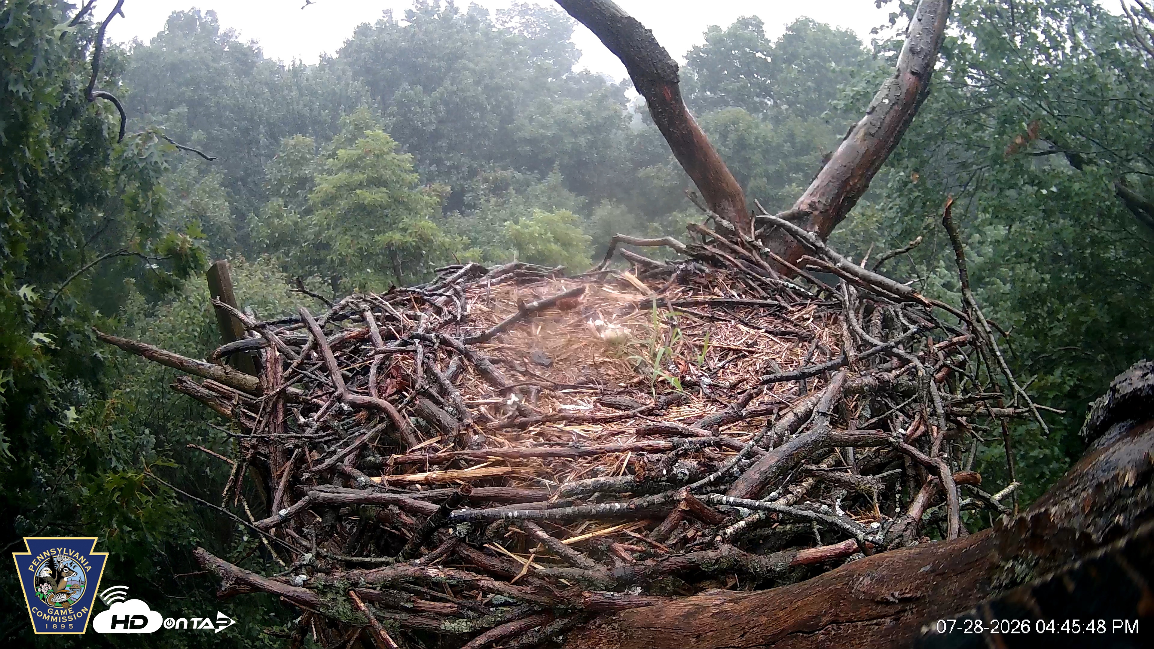 Snapshot of Hanover Eagles Live Cam taken Jul 28, 2026, 4:47pm EDT