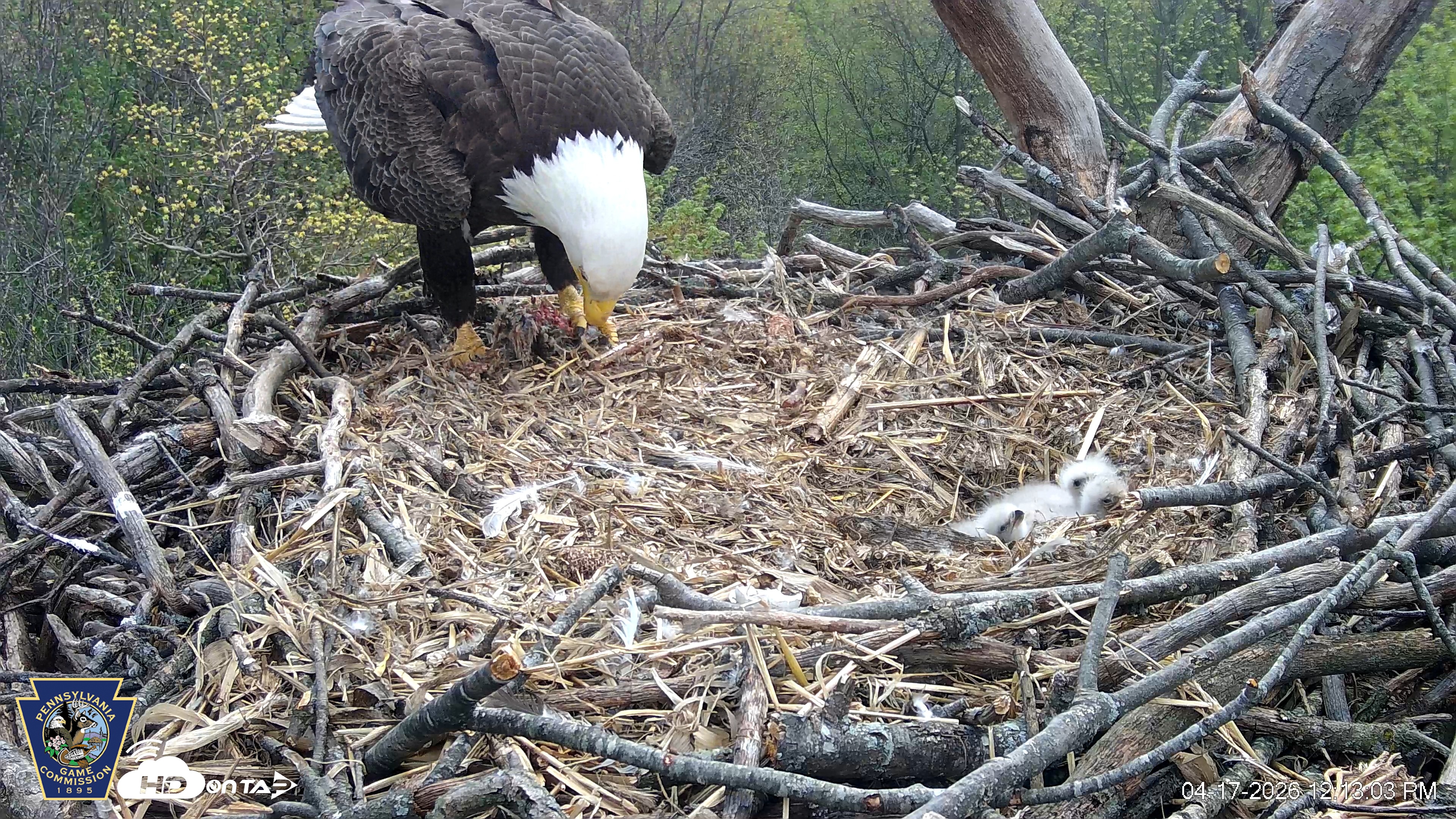 Snapshot of Hanover Eagles Live Cam taken Apr 17, 2026, 12:14pm EDT