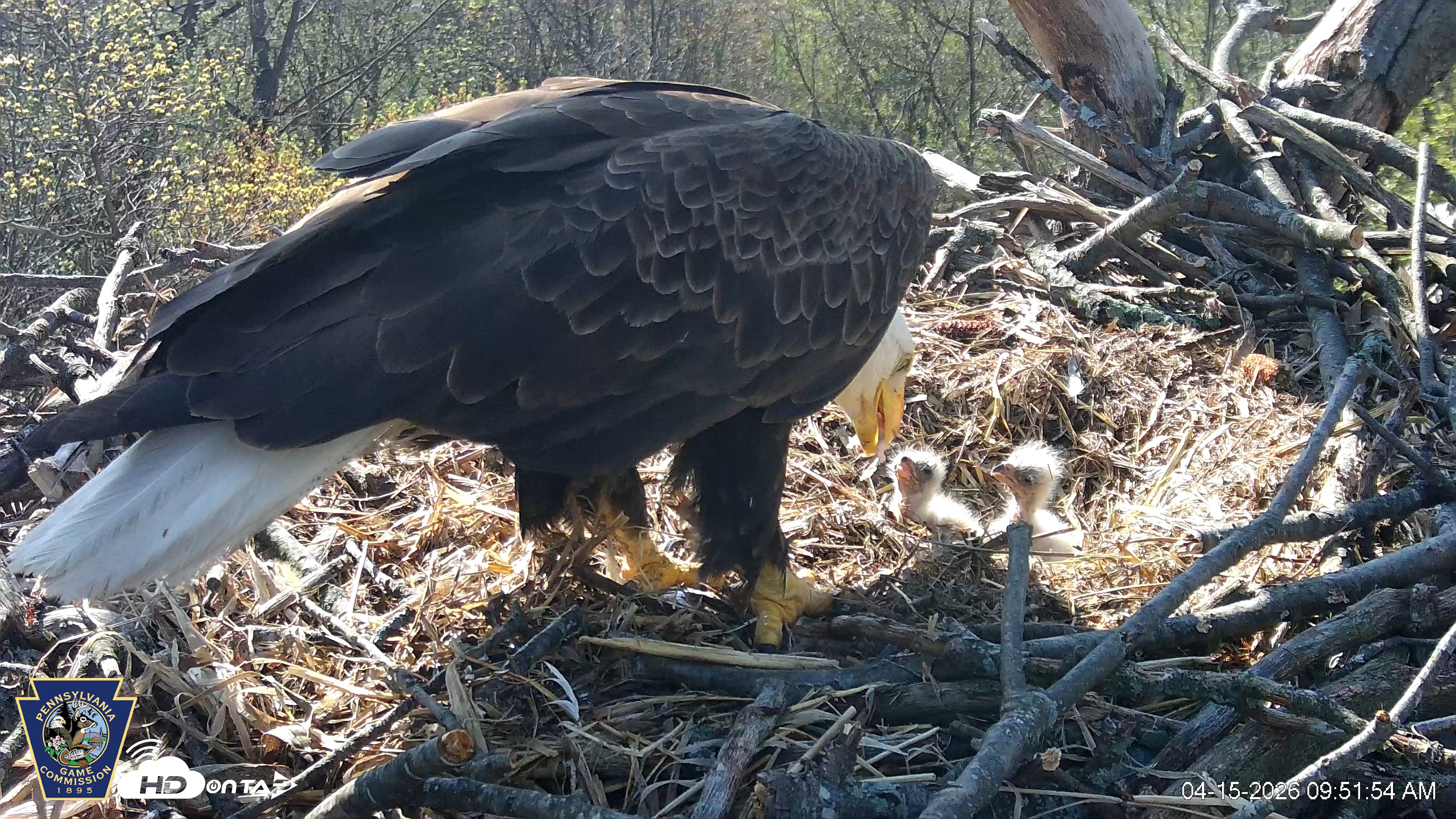 Snapshot of Hanover Eagles Live Cam taken Apr 15, 2026, 9:52am EDT