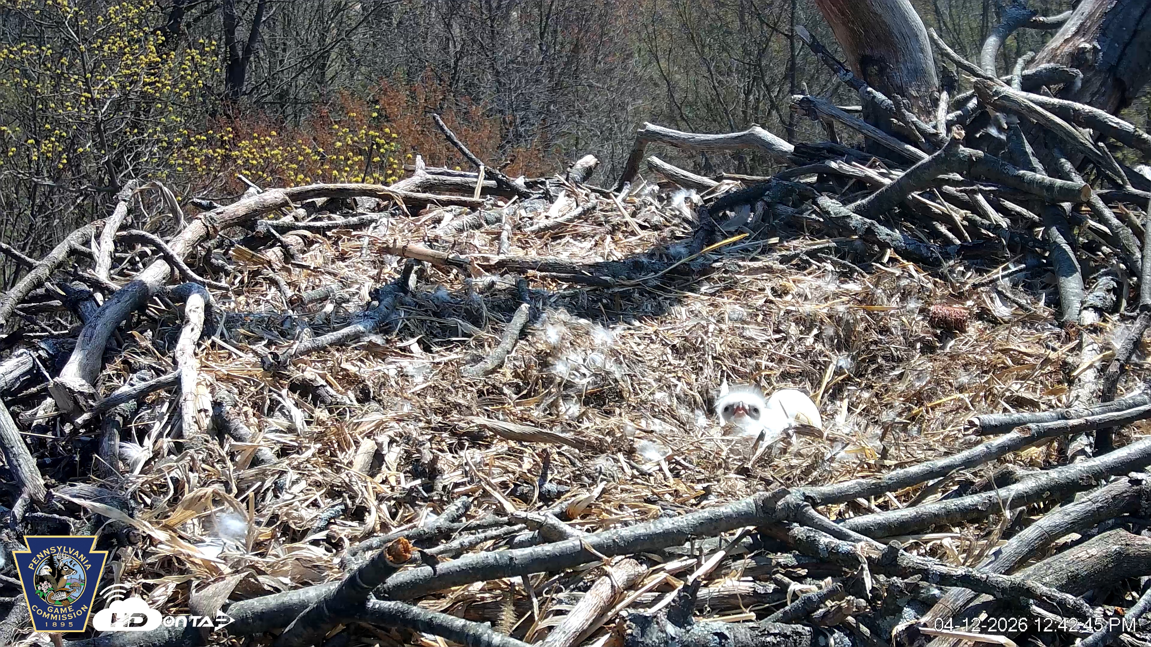 Snapshot of Hanover Eagles Live Cam taken Apr 12, 2026, 12:43pm EDT
