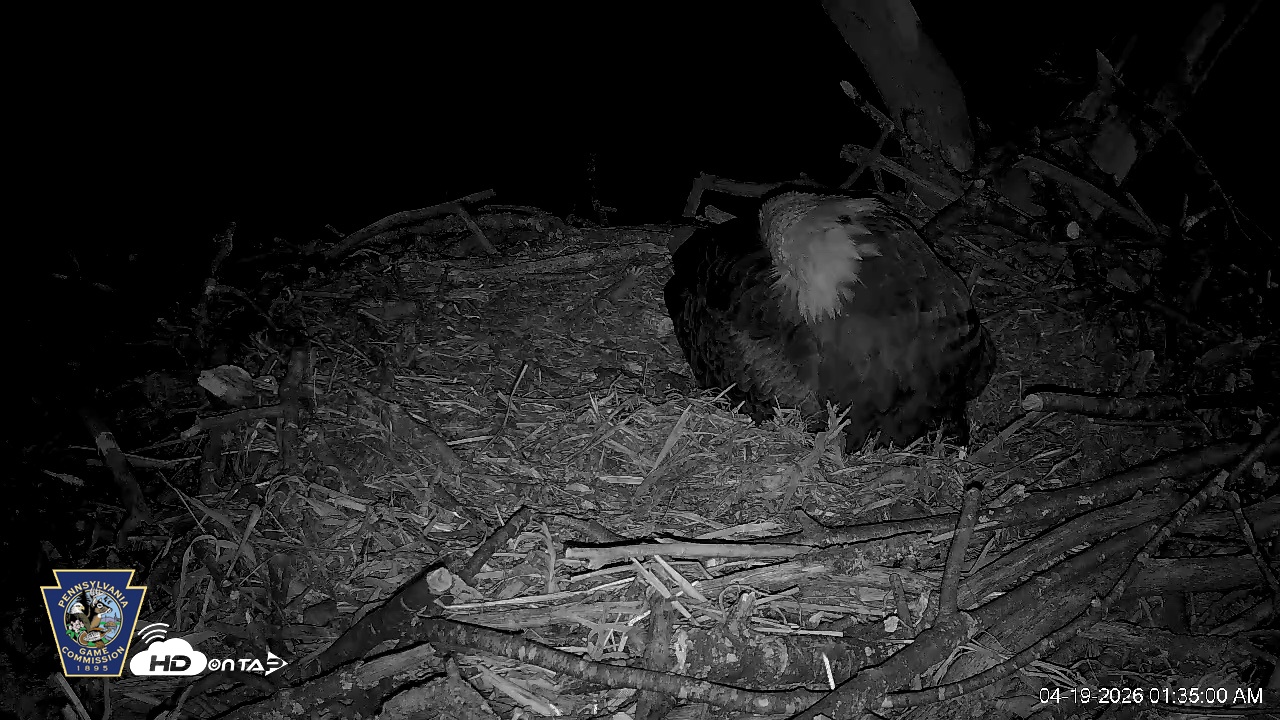 Snapshot of Hanover Eagles Live Cam taken Apr 19, 2026, 1:35am EDT