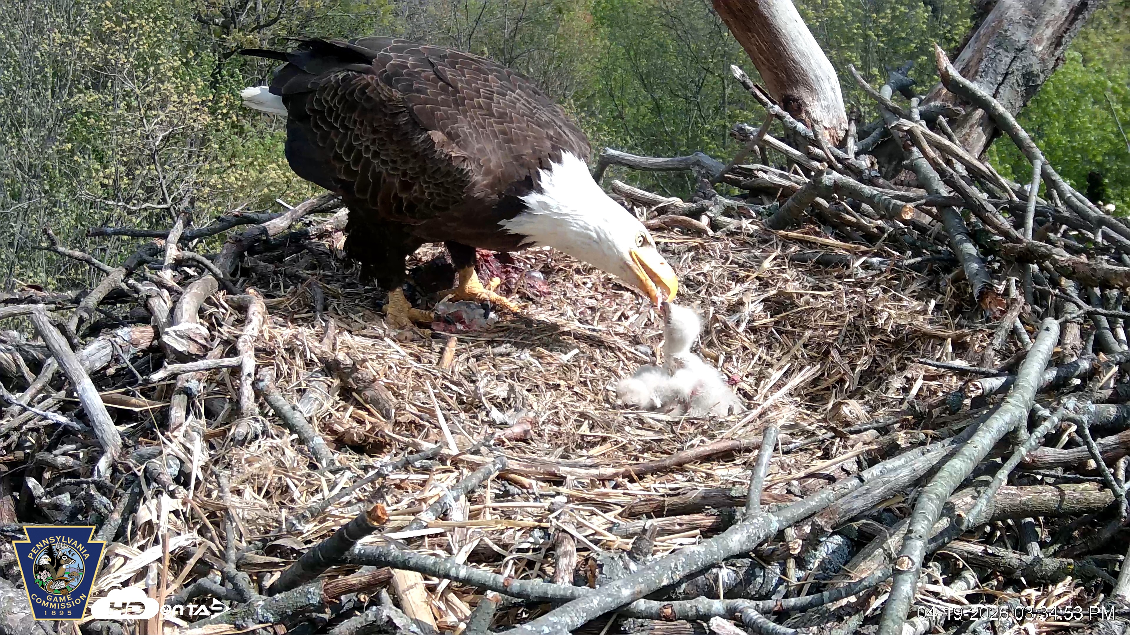 Snapshot of Hanover Eagles Live Cam taken Apr 19, 2026, 3:34pm EDT