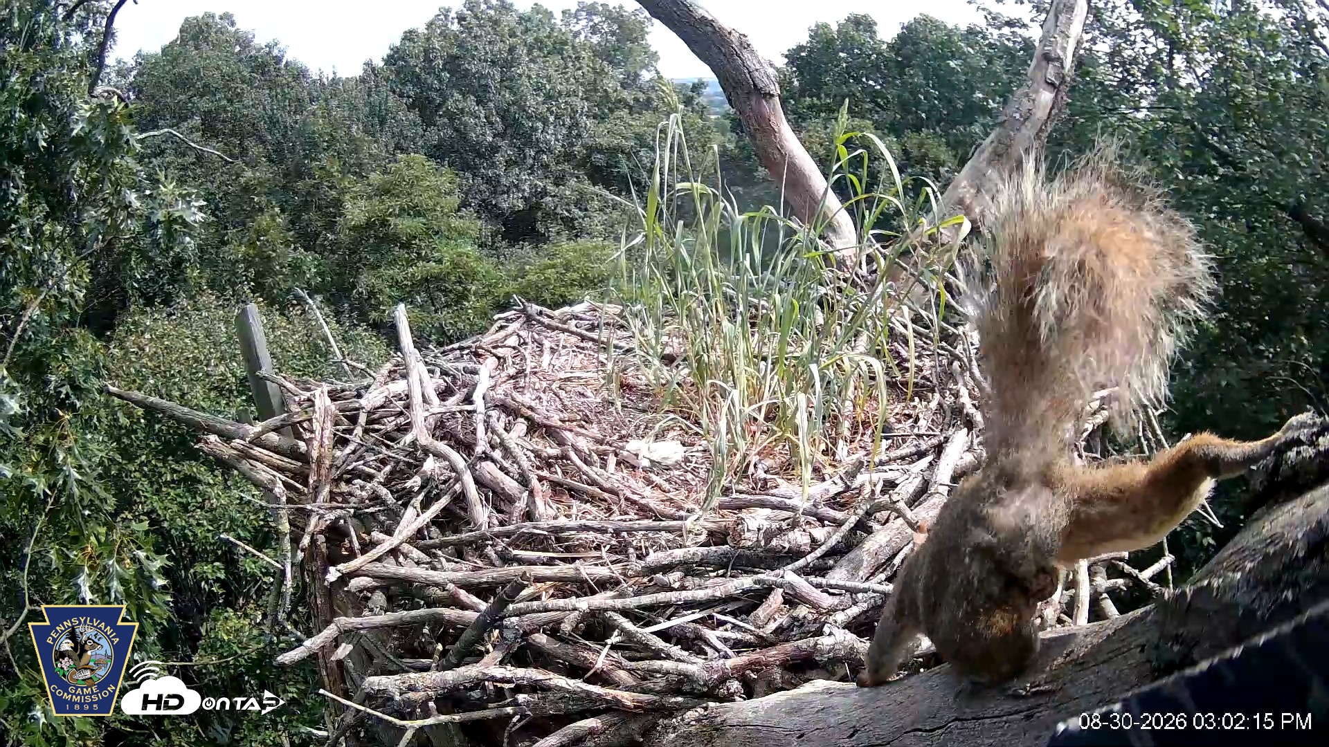 Snapshot of Hanover Eagles Live Cam taken Aug 30, 2026, 3:02pm EDT