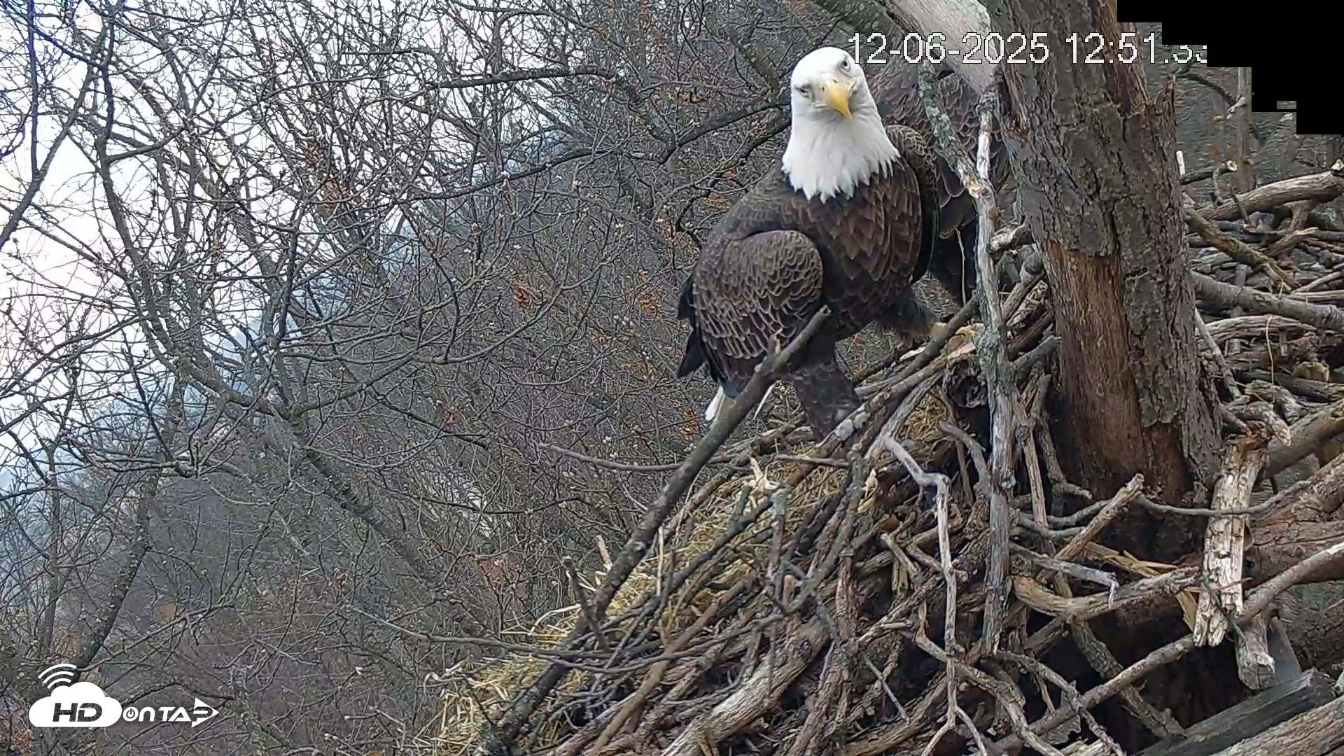 Snapshot of Hanover Eagles Live Cam taken Dec 6, 2025, 12:52pm EST