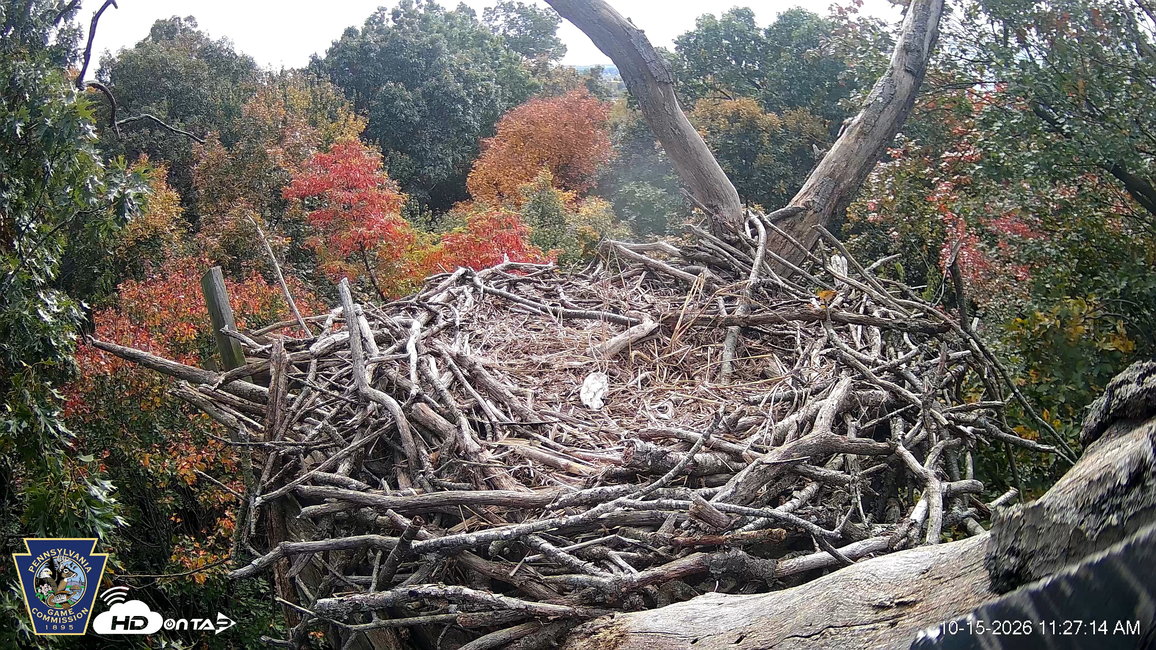Snapshot of Hanover Eagles Live Cam taken Oct 15, 2026, 11:28am EDT