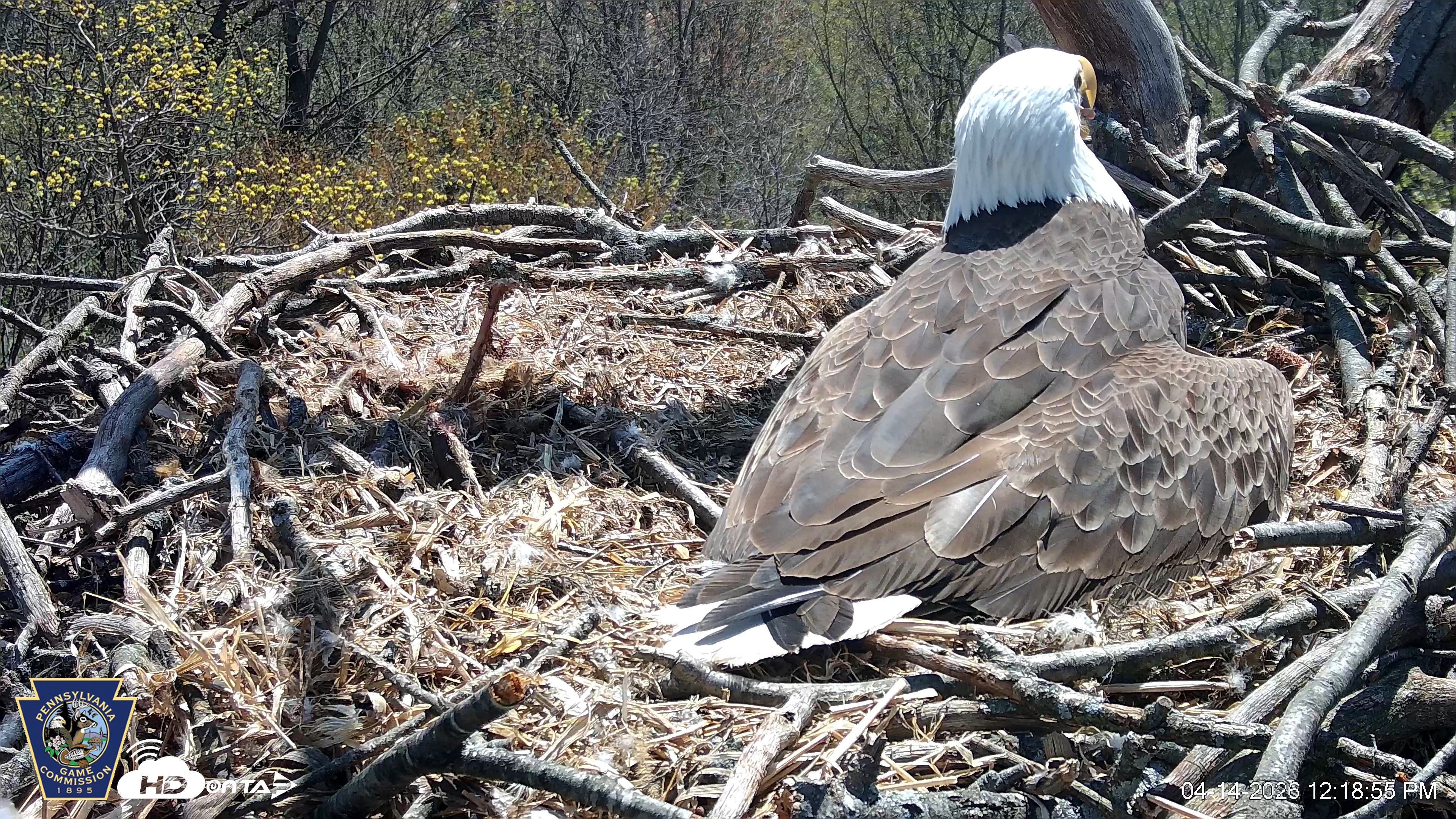 Snapshot of Hanover Eagles Live Cam taken Apr 14, 2026, 12:19pm EDT