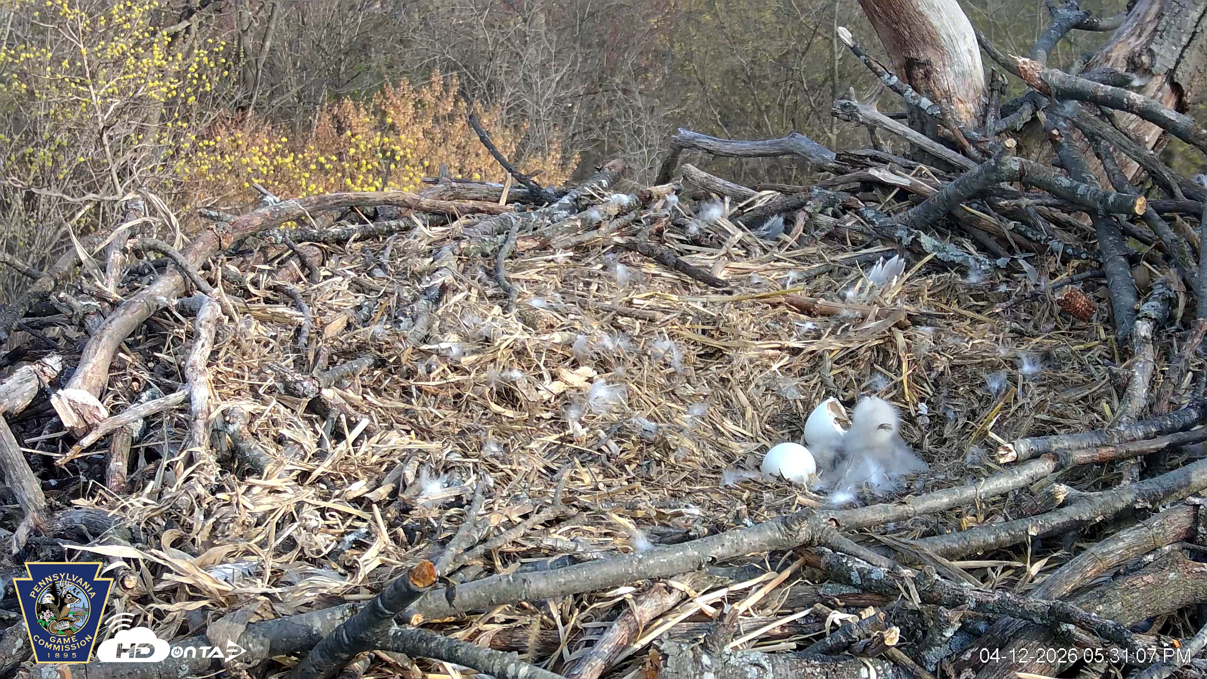 Snapshot of Hanover Eagles Live Cam taken Apr 12, 2026, 5:31pm EDT