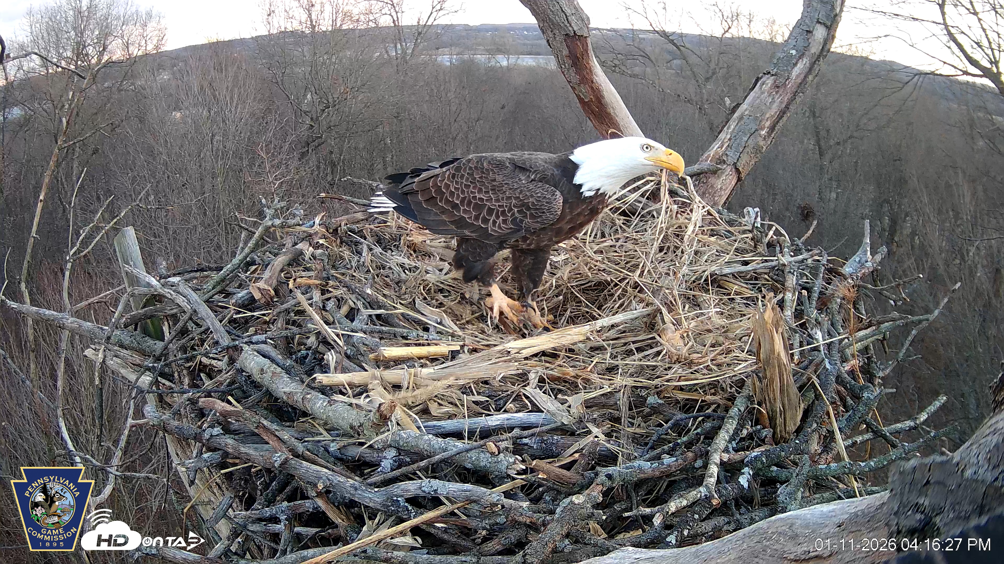 Snapshot of Hanover Eagles Live Cam taken Jan 11, 2026, 4:16pm EST