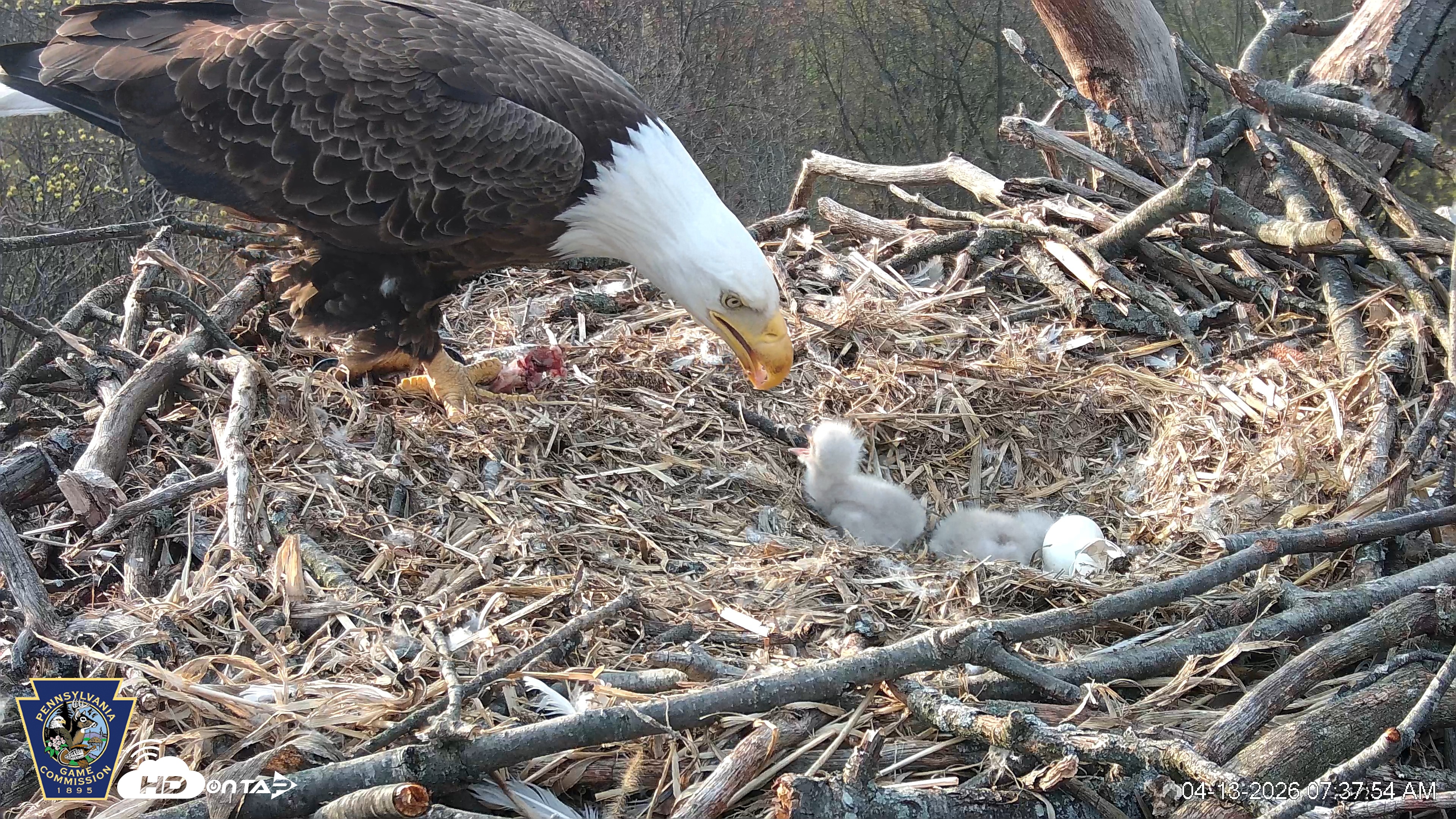 Snapshot of Hanover Eagles Live Cam taken Apr 13, 2026, 7:38am EDT