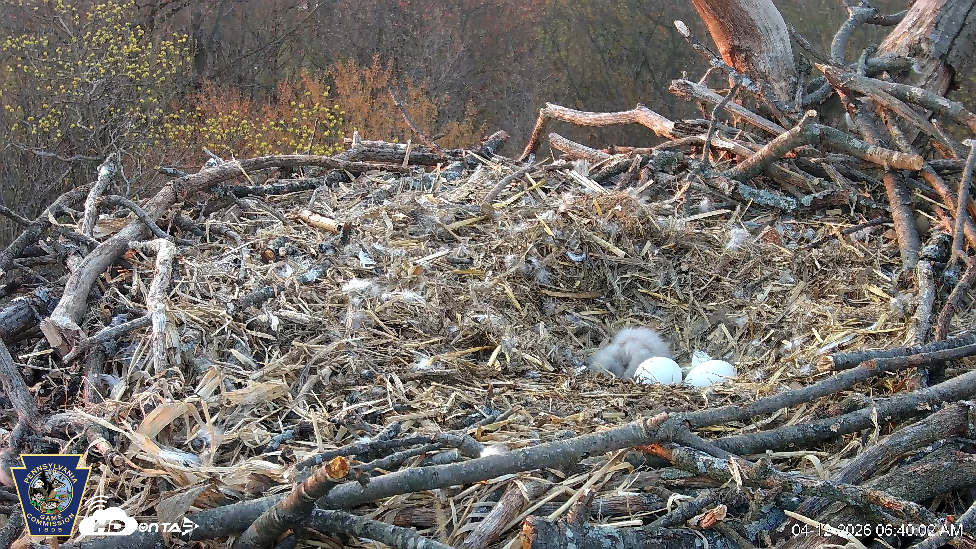 Snapshot of Hanover Eagles Live Cam taken Apr 12, 2026, 6:40am EDT